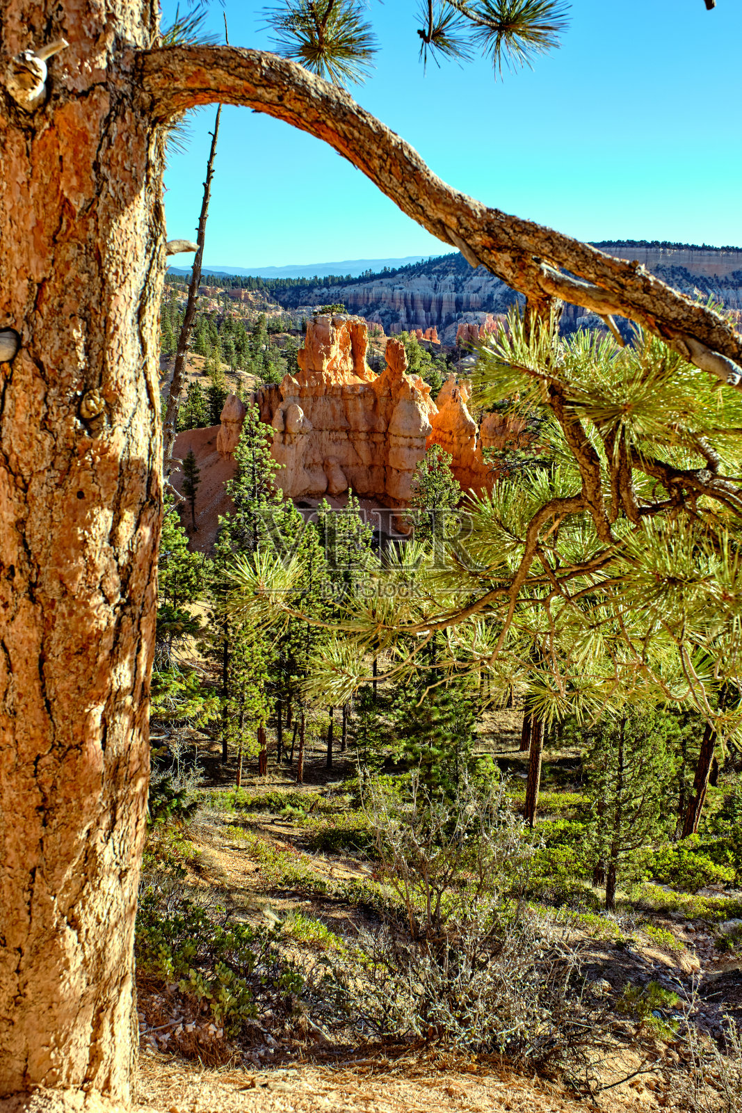 令人惊叹的布莱斯峡谷国家公园景观。照片摄影图片