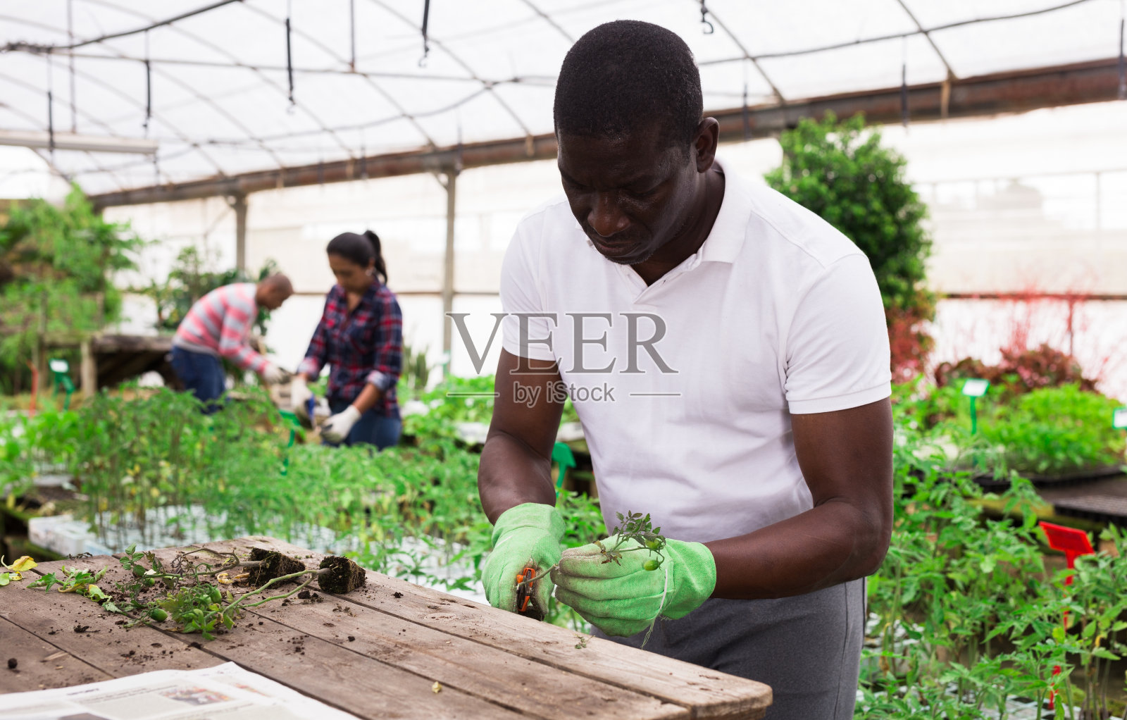 非洲男子园丁与番茄幼苗工作照片摄影图片