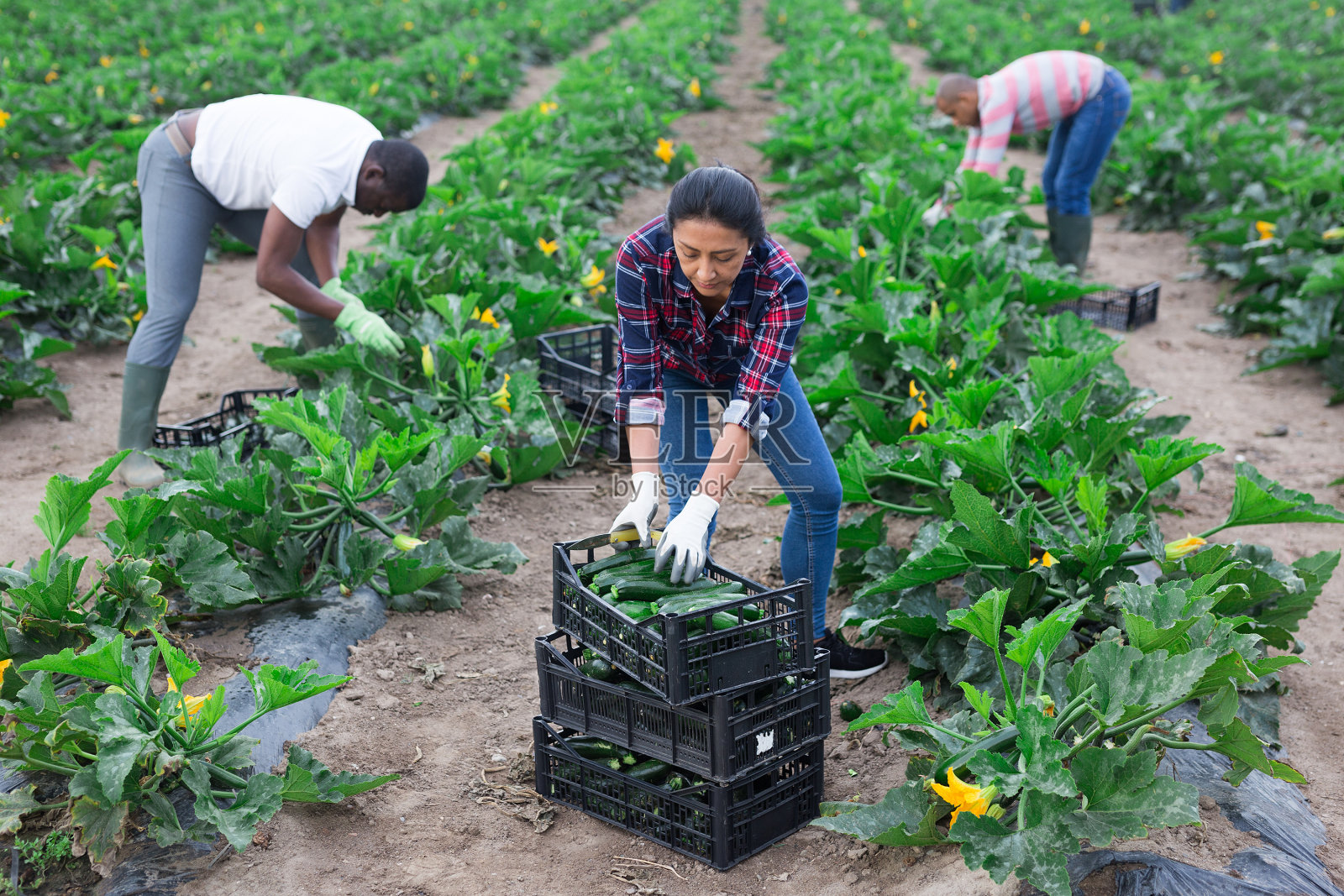 一群人在种植园里采摘青瓜照片摄影图片