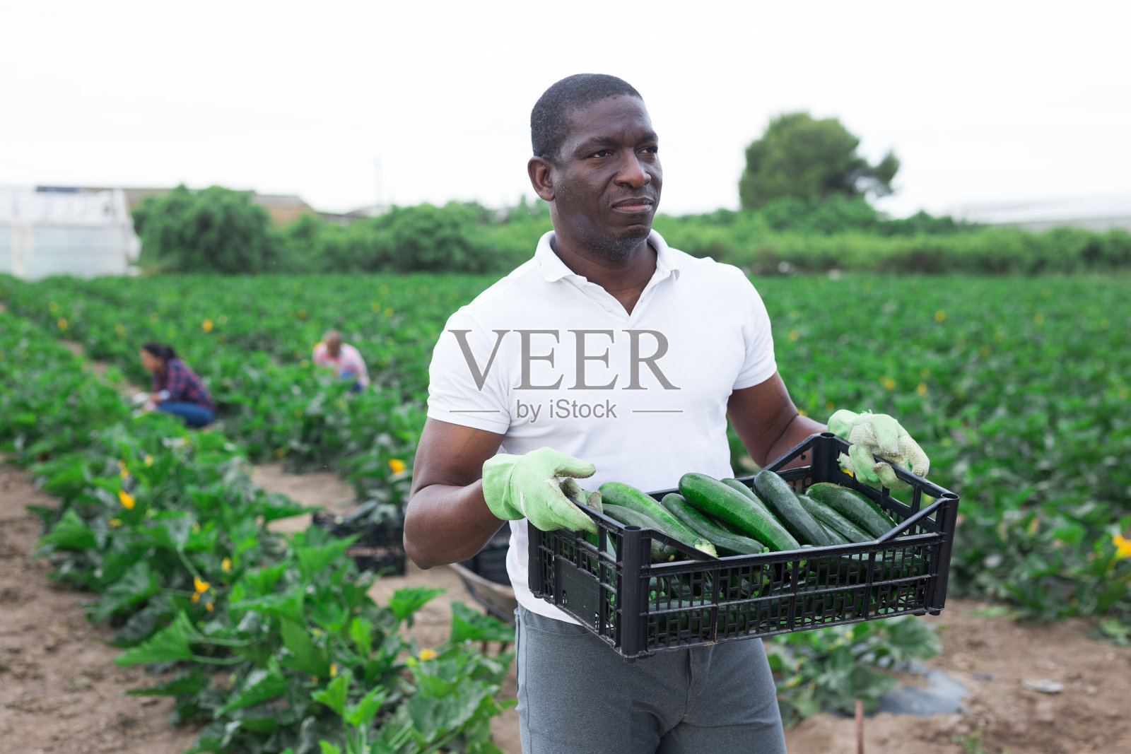 非洲裔美国人，拿着装着绿色小胡瓜的盒子照片摄影图片