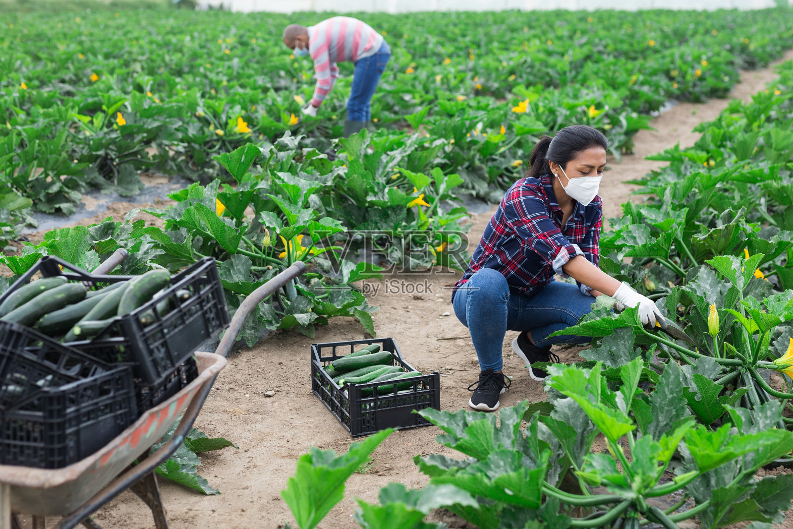 戴着医用口罩的人们在地里摘绿西葫芦照片摄影图片