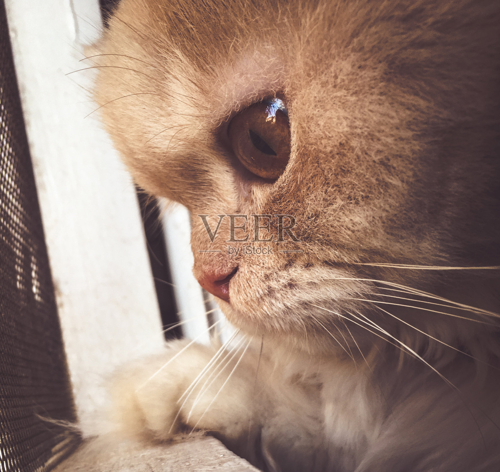 可爱的猫照片摄影图片