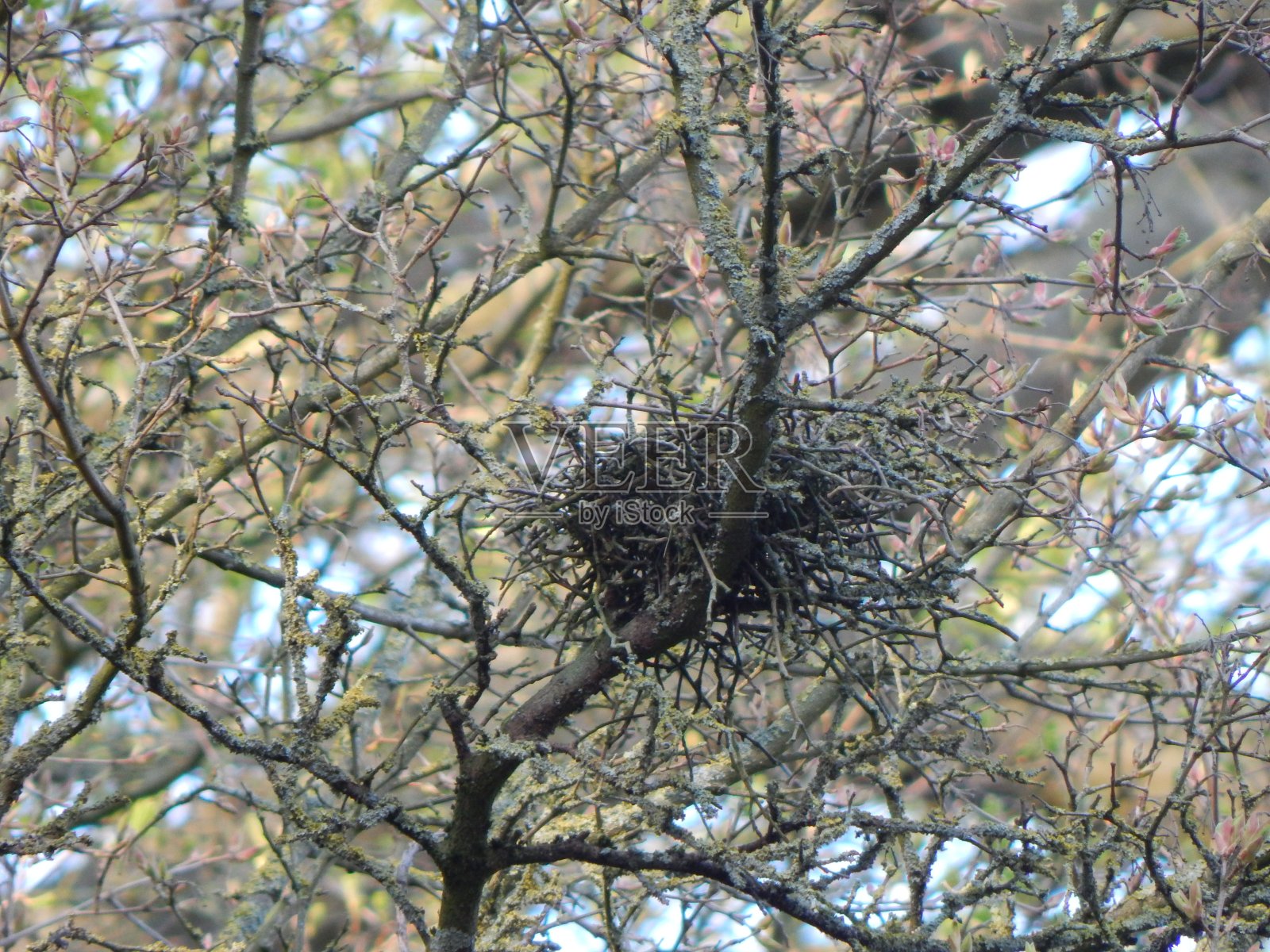 来自Talkau周围的图片照片摄影图片