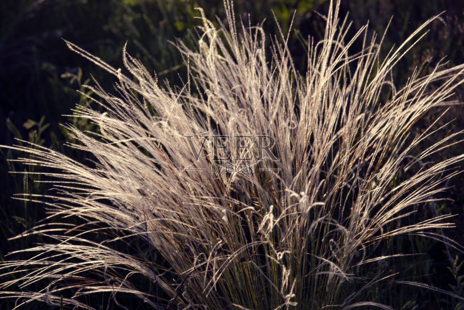 抽象的背景。银色的草在夕阳下闪闪发光。羽毛草。照片摄影图片