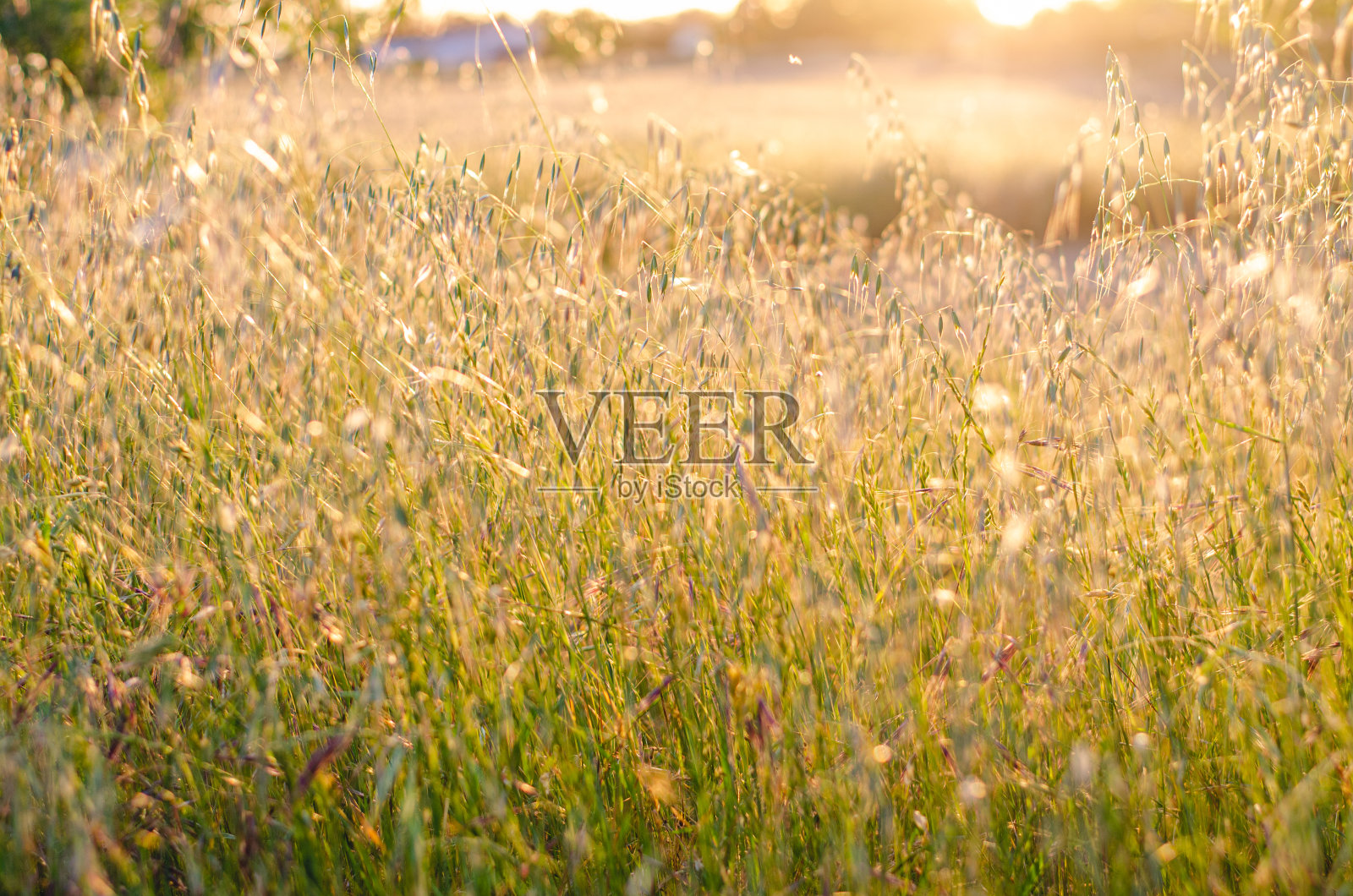 黄金时刻的田野;高草后的阳光照片摄影图片