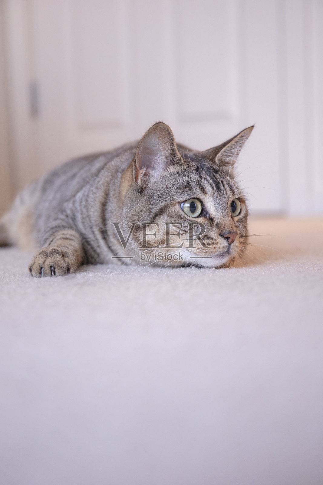 毛伊岛的猫照片摄影图片