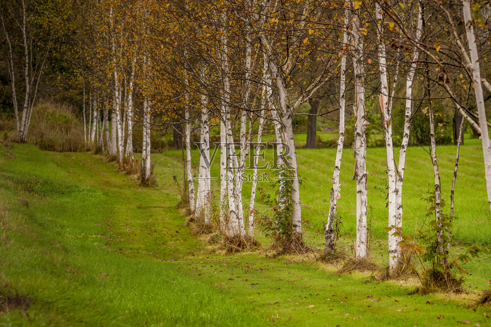 一排排桦树衬田照片摄影图片