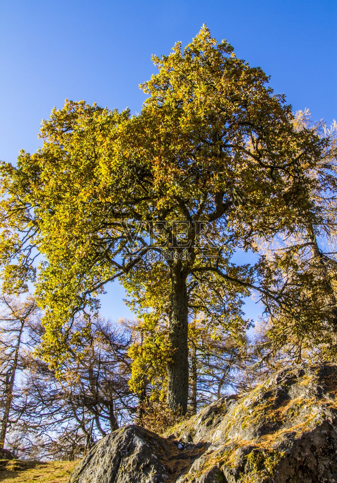 苏格兰高地的秋日。照片摄影图片