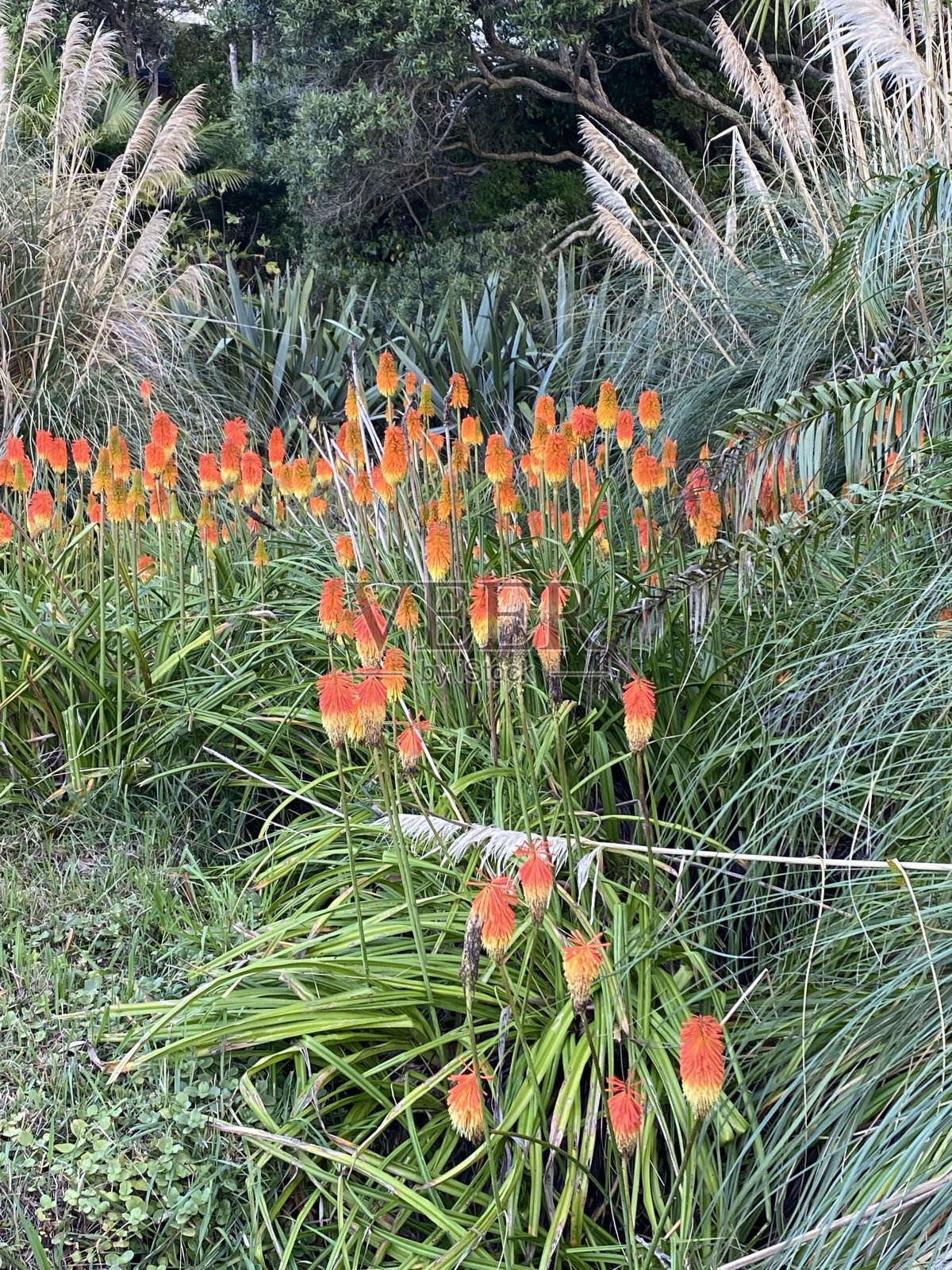 花在草丛和蕨类植物中照片摄影图片