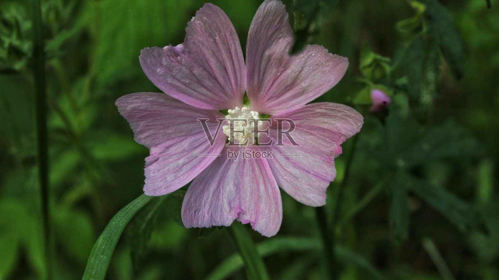 孤独的幸存者照片摄影图片