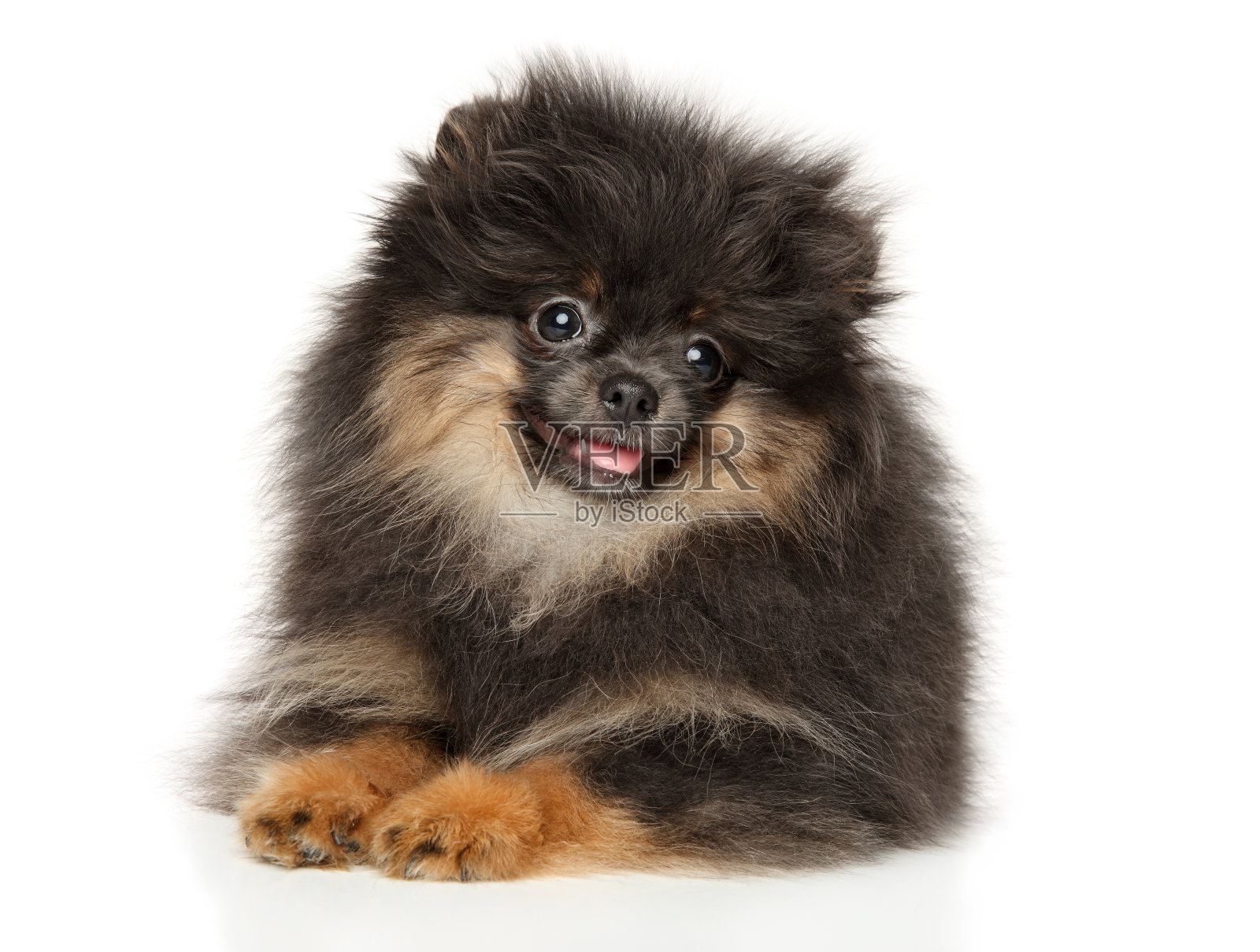 快乐的博美犬在休息照片摄影图片