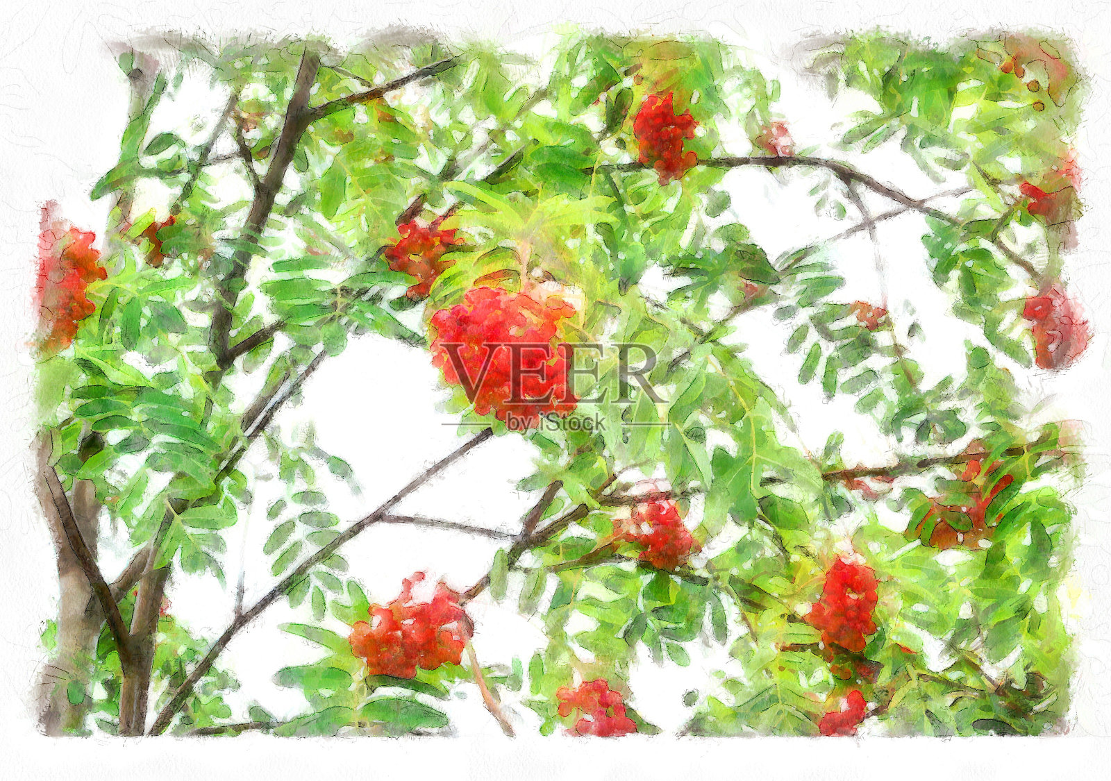 数字插图:水彩画风格的红浆果插画图片素材