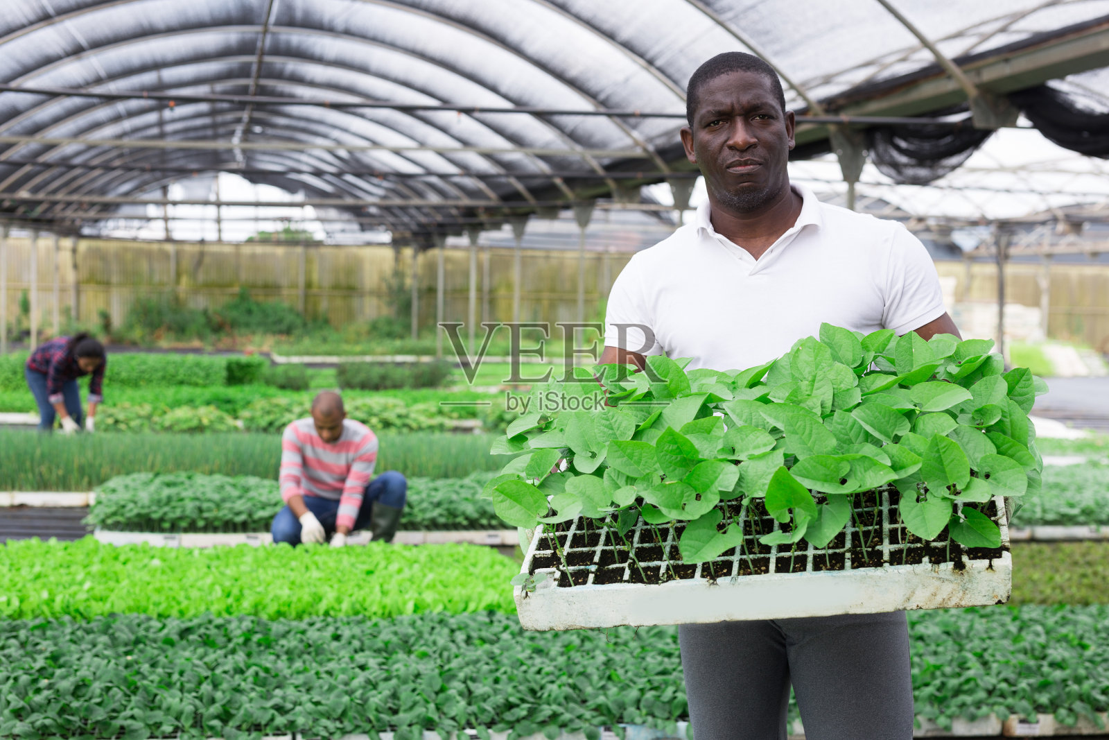 在橘园工作的非裔美国人，照料各种植物照片摄影图片