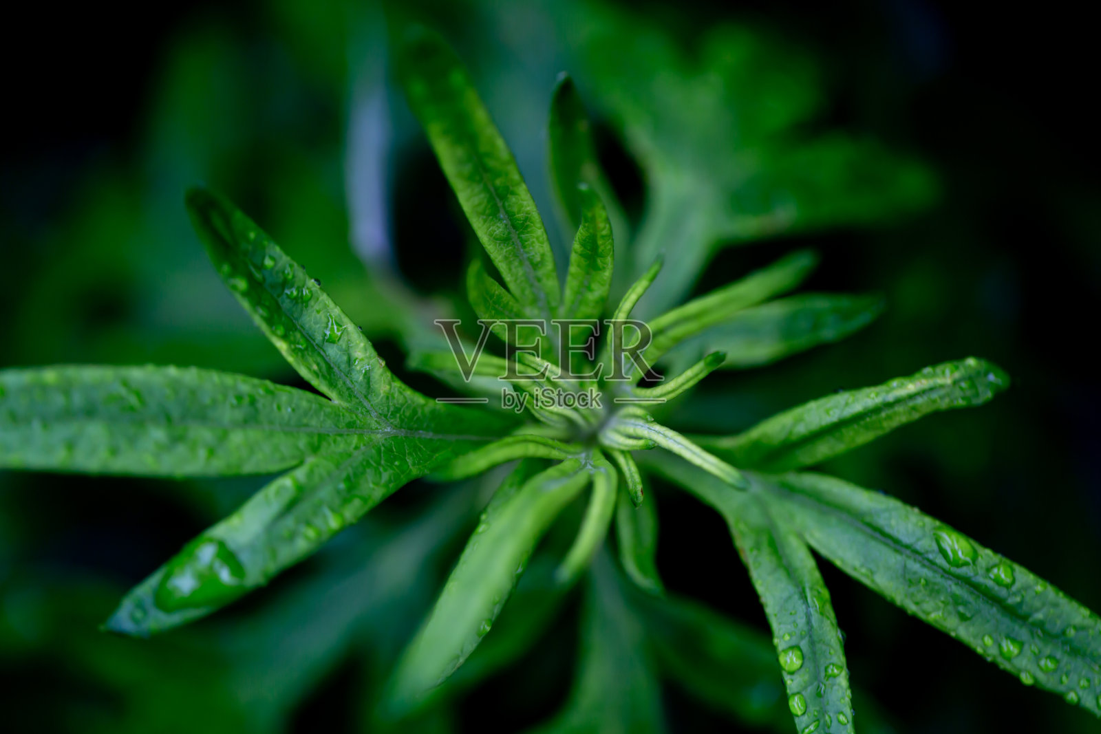 潮湿的叶子照片摄影图片