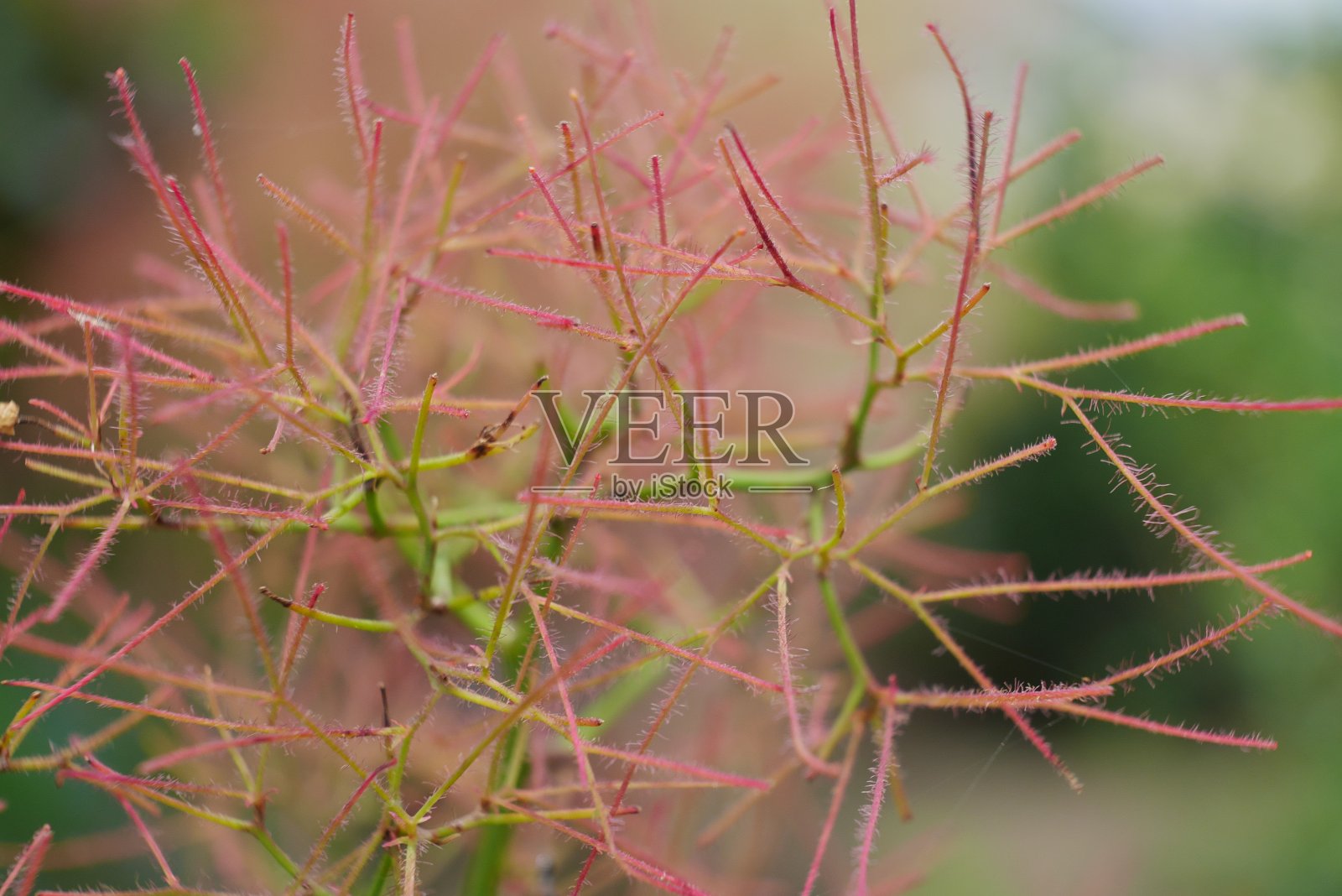 细而多毛的树枝照片摄影图片