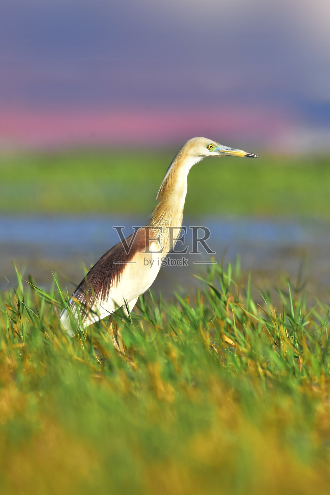 长草的印度池塘鹭照片摄影图片