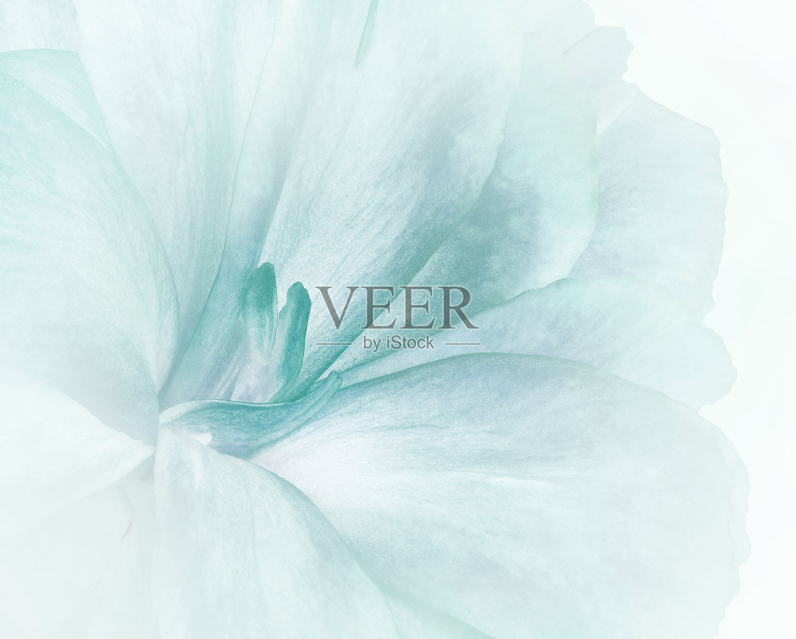 花的浅绿松石背景。康乃馨花。特写镜头。大自然。照片摄影图片