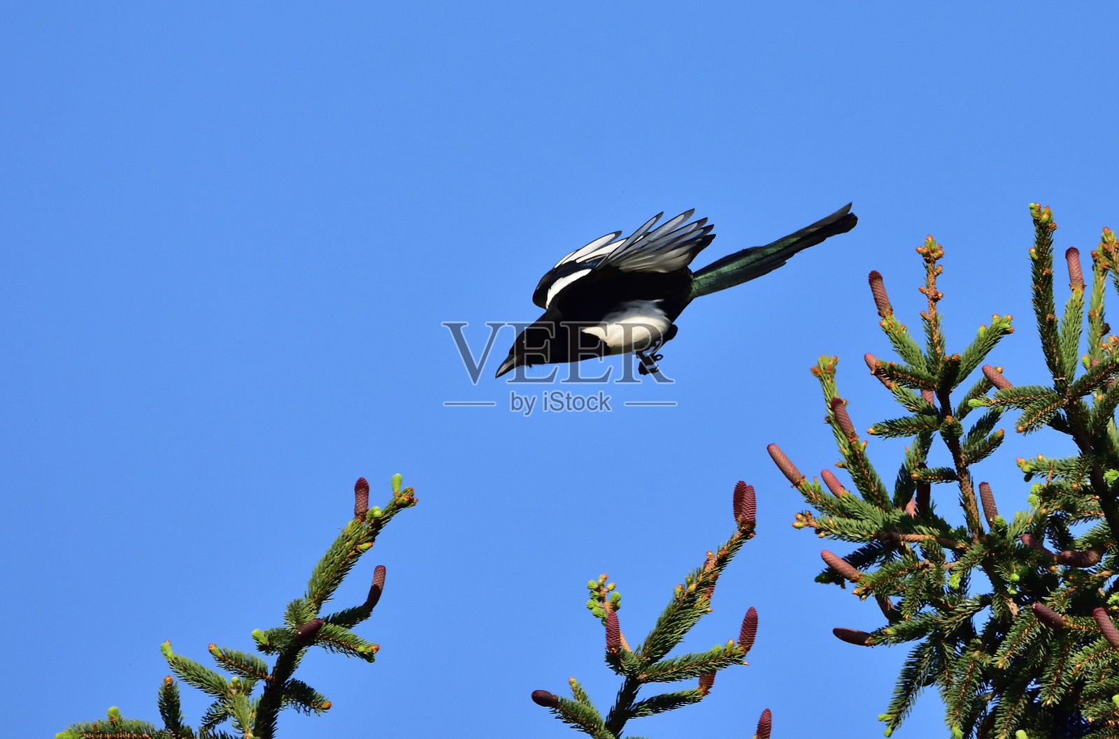 飞翔的鸟。照片摄影图片