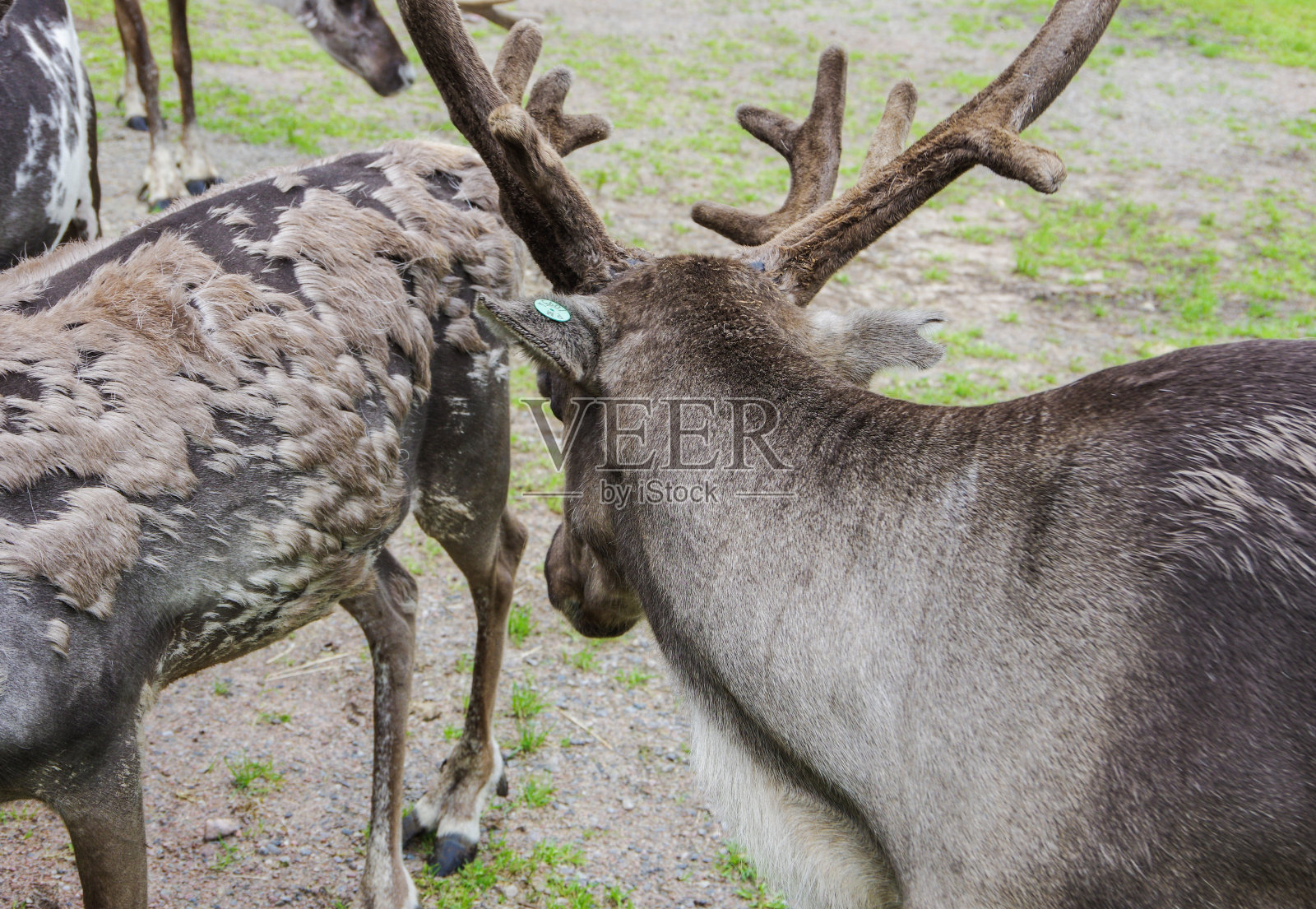 正在蜕皮的驯鹿和鹿茸照片摄影图片