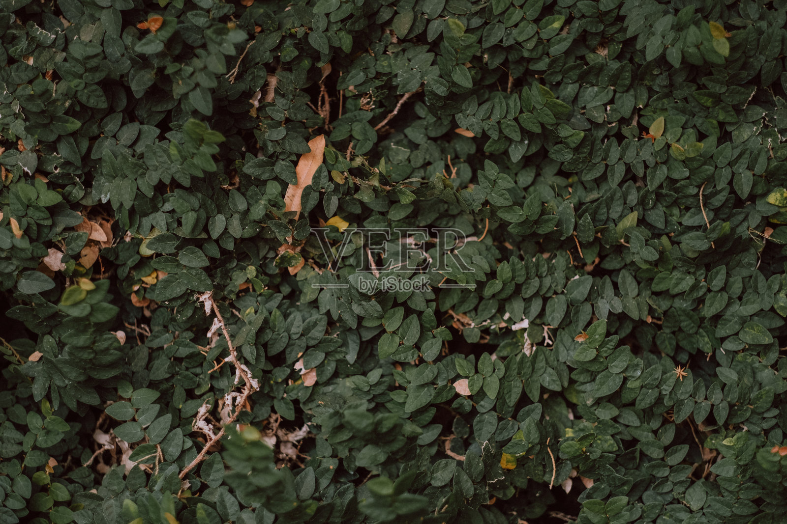 美丽的叶子背景照片摄影图片