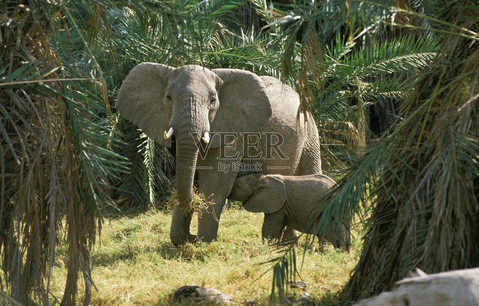 非洲象，loxodonta africana，母亲和哺乳的小牛，安博塞利公园在肯尼亚照片摄影图片