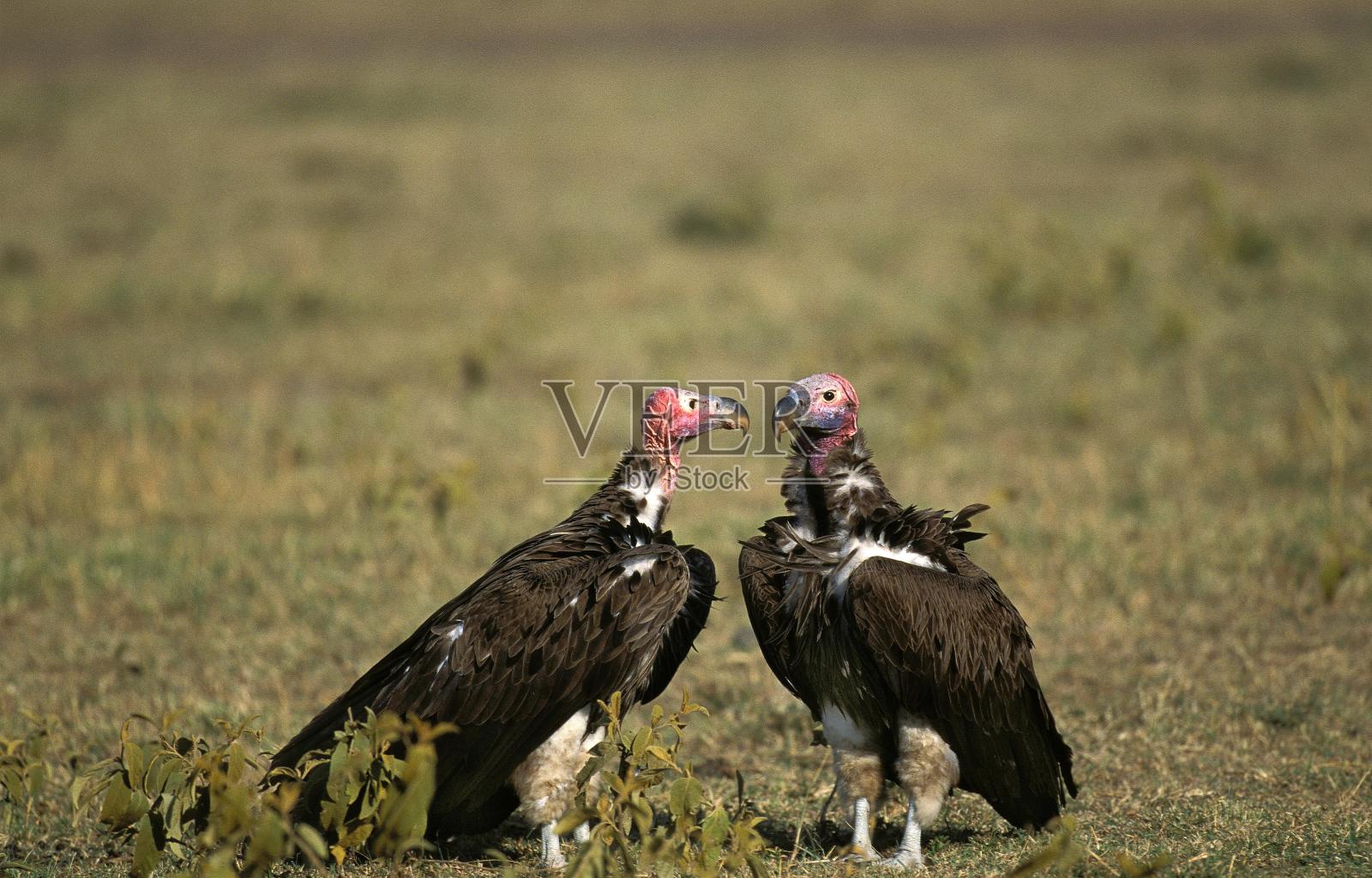 垂面秃鹰，长尾三角，成年，肯尼亚马赛马拉公园照片摄影图片
