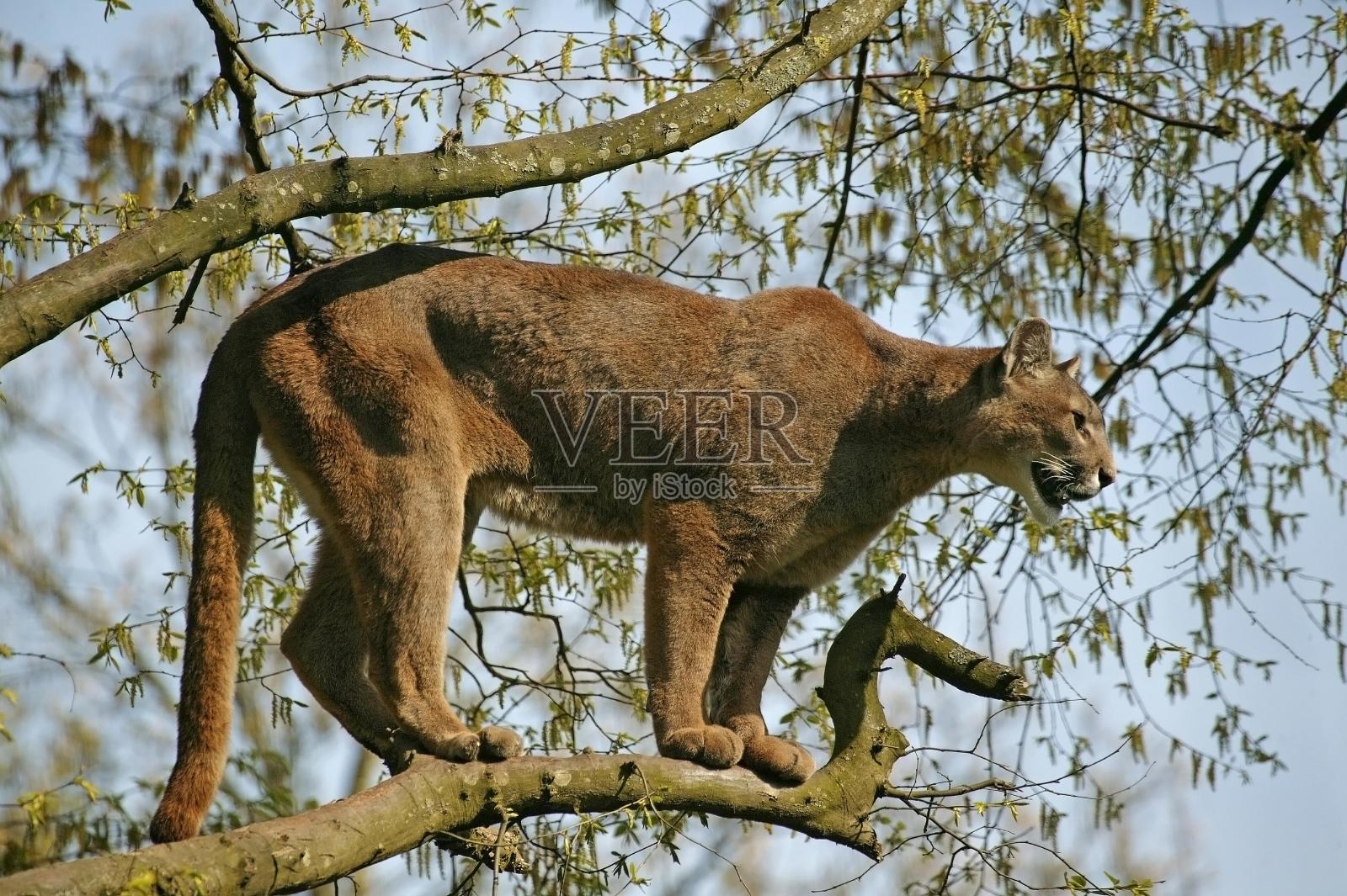 美洲狮，美洲狮，成年栖息在树上照片摄影图片