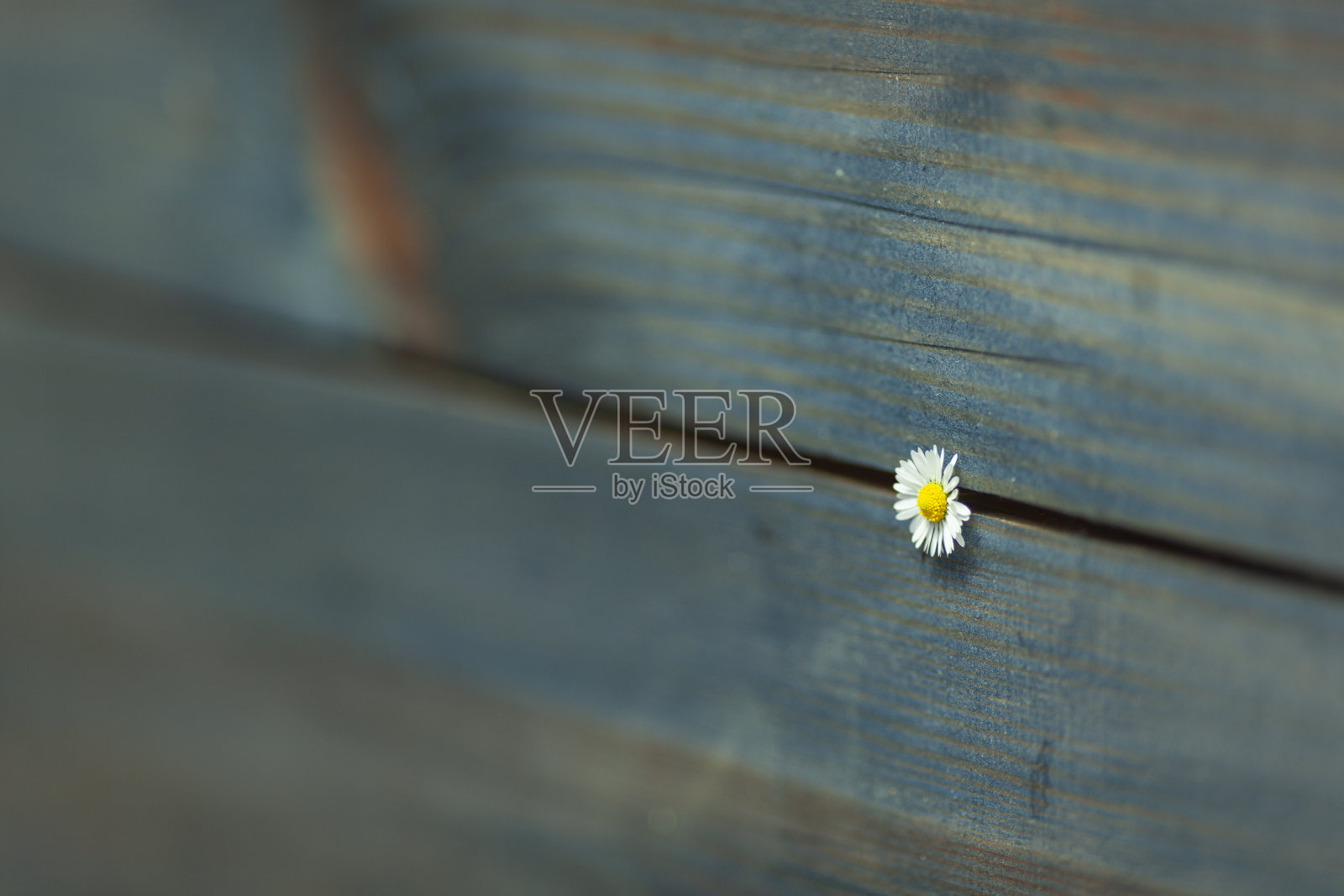 黛西在蓝色的照片摄影图片