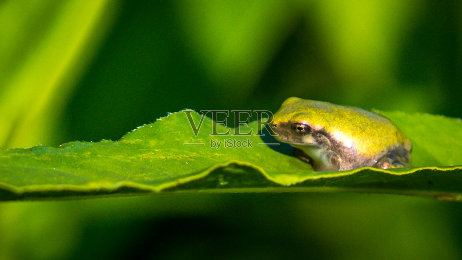 在亨特利草地公园的叶子上的青蛙照片摄影图片