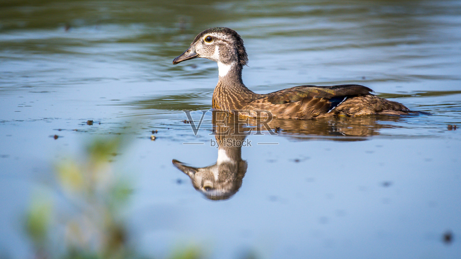 弗吉尼亚州亨特利草地公园的年轻雌林鸭照片摄影图片