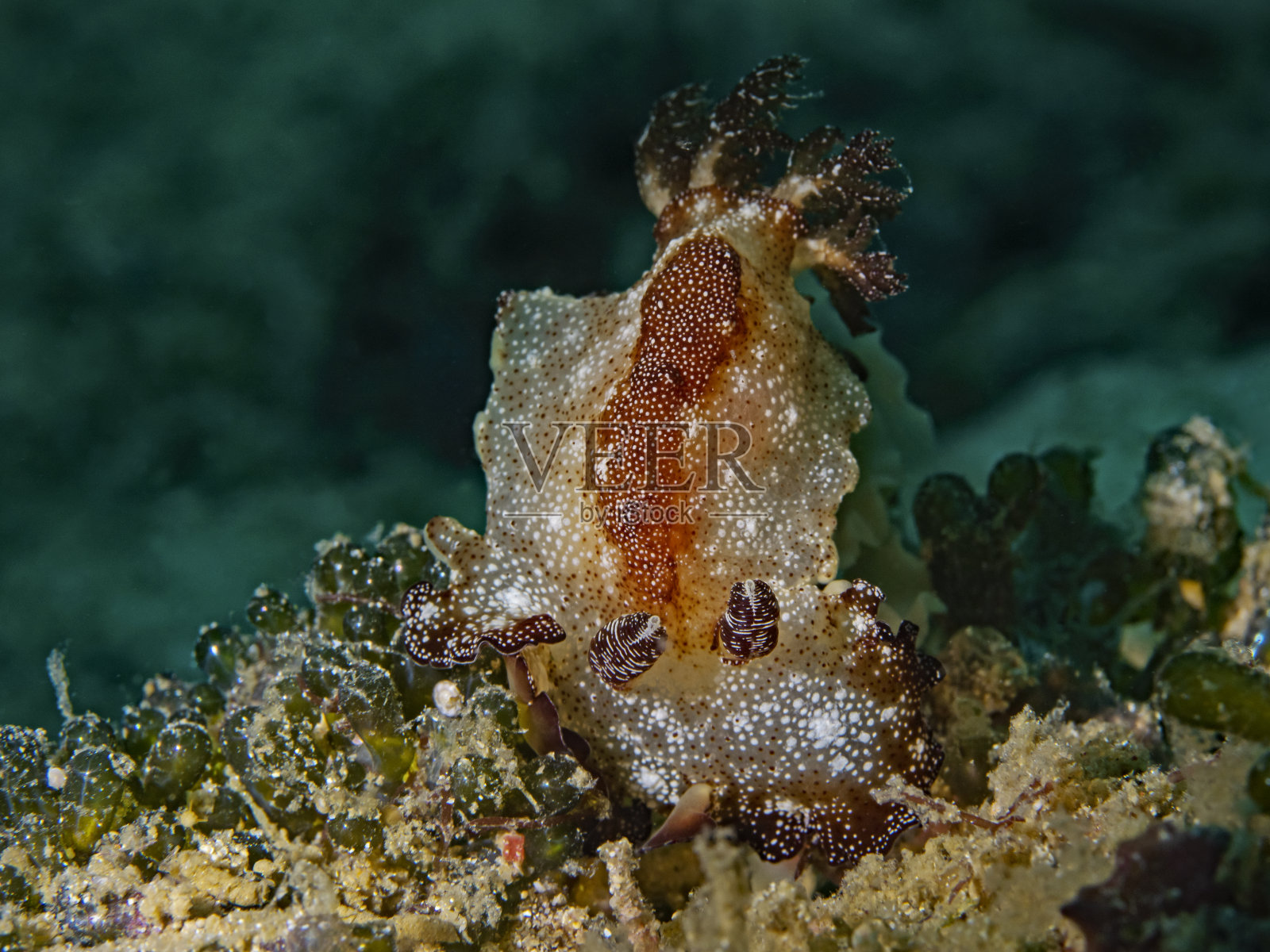 扁虫症照片摄影图片