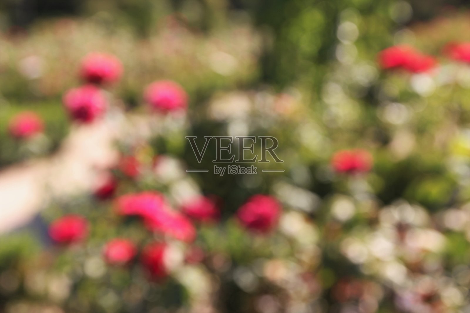 鲜花模糊背景照片摄影图片