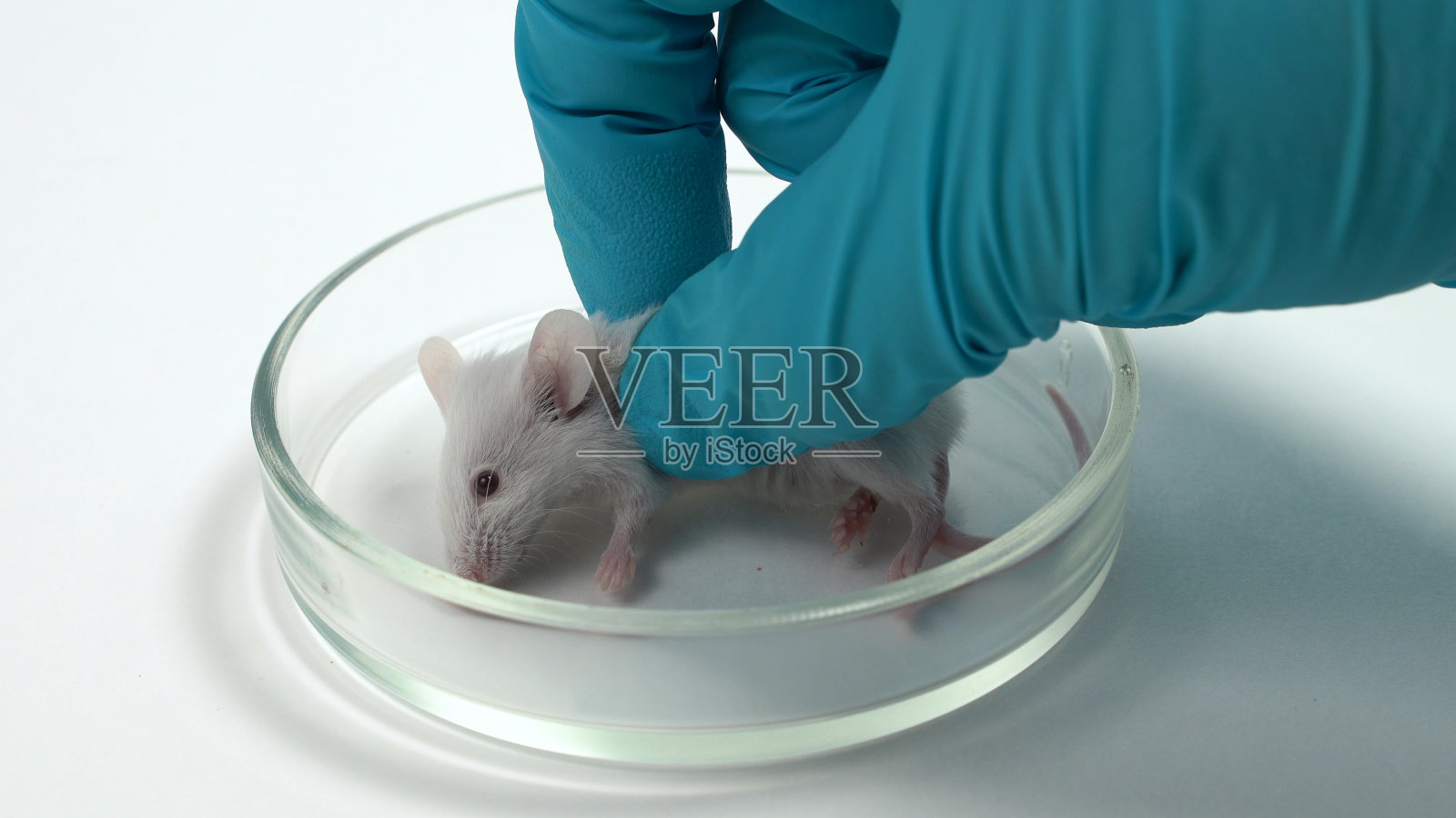 实验小鼠在试验药物后死亡。概念-药物副作用，危险药物，生物补充剂，维生素。动物实验照片摄影图片