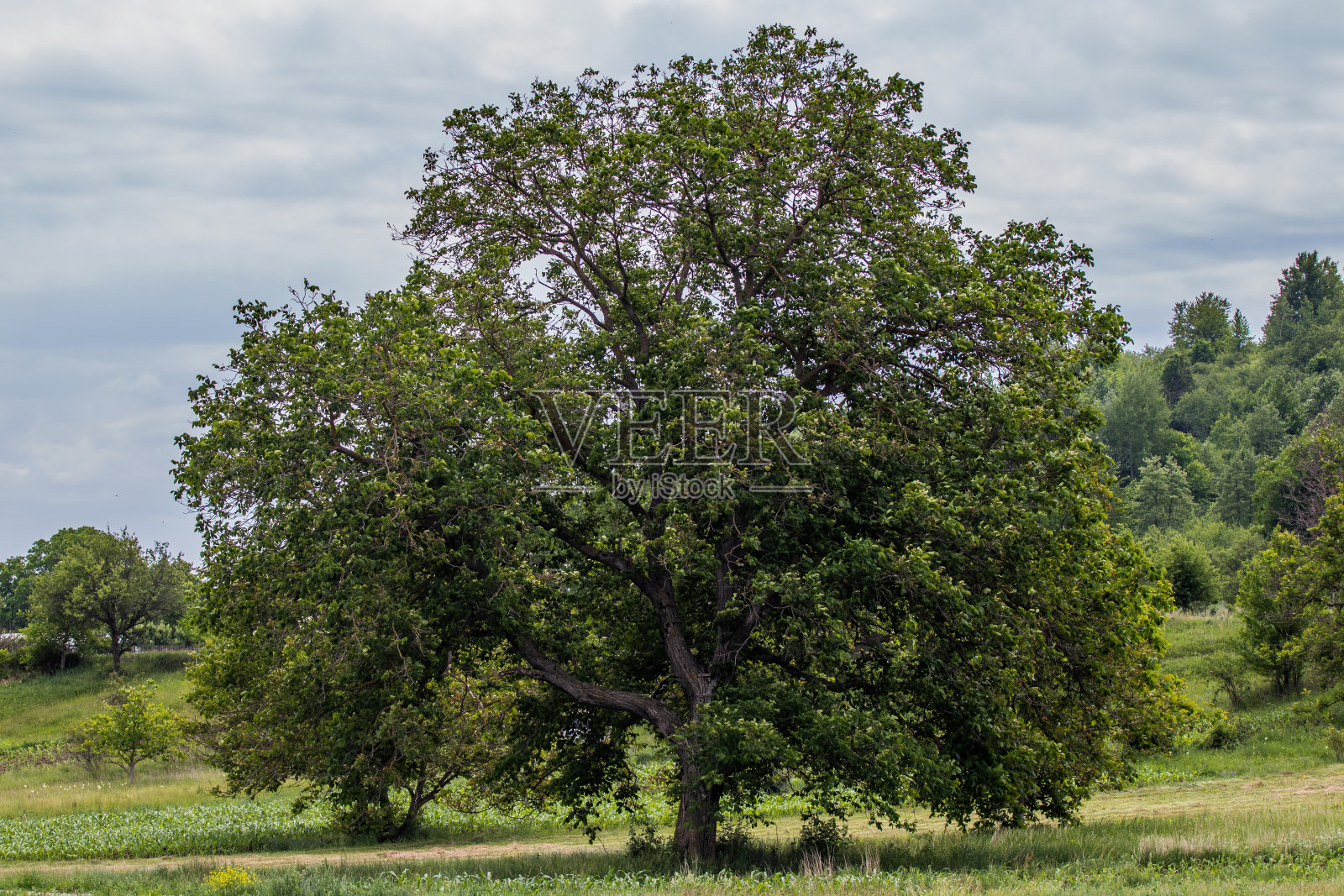 罗马尼亚巴塞斯提弗朗切亚地区的山脉和丘陵照片摄影图片