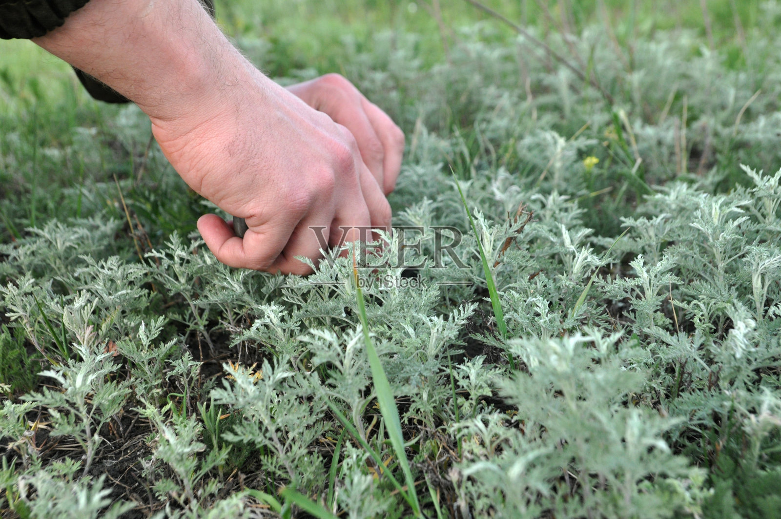 植物界medicinalis。植物药物。药材收藏。照片摄影图片