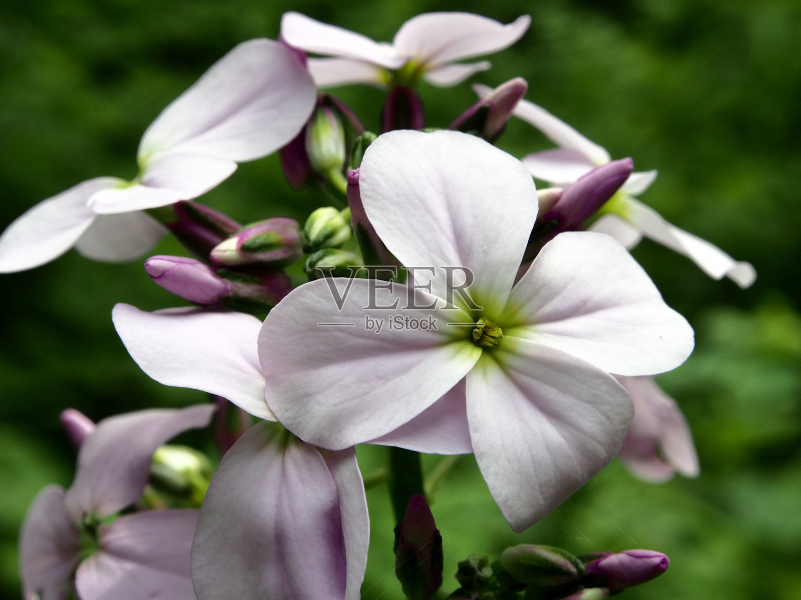 夏日的自然，模糊的绿色背景的特写。照片摄影图片