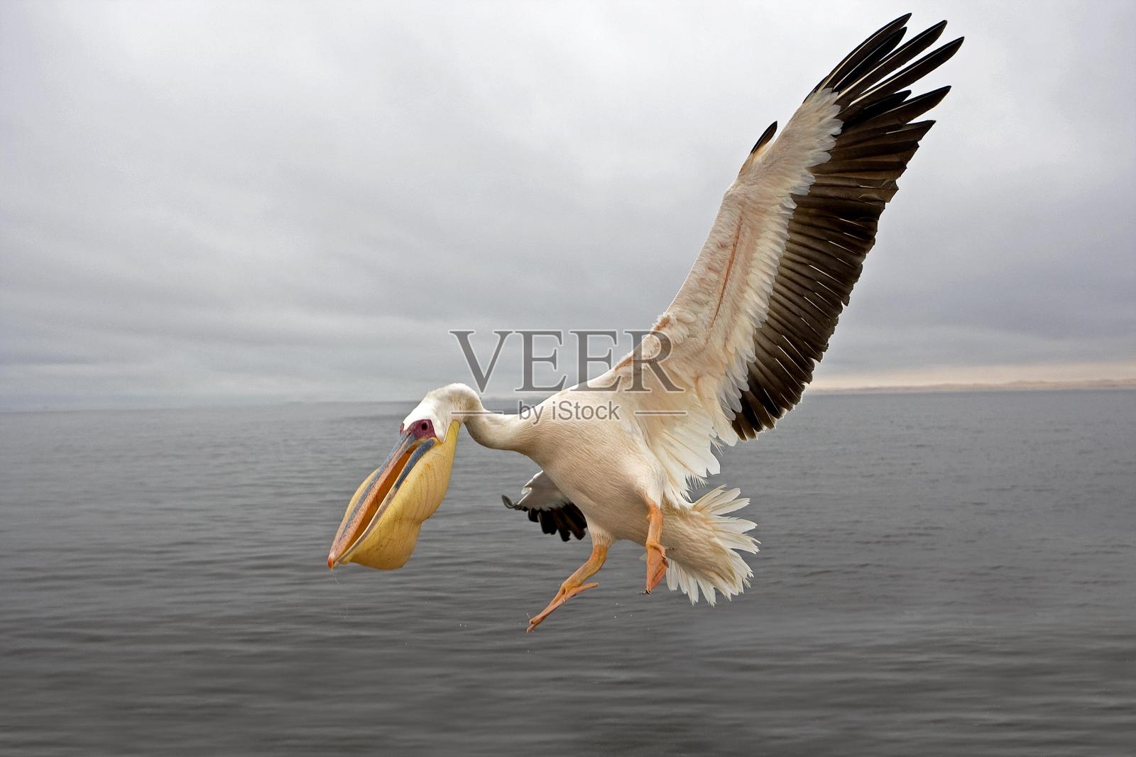 大白鹈鹕，裸臀，成年飞行，纳米比亚照片摄影图片