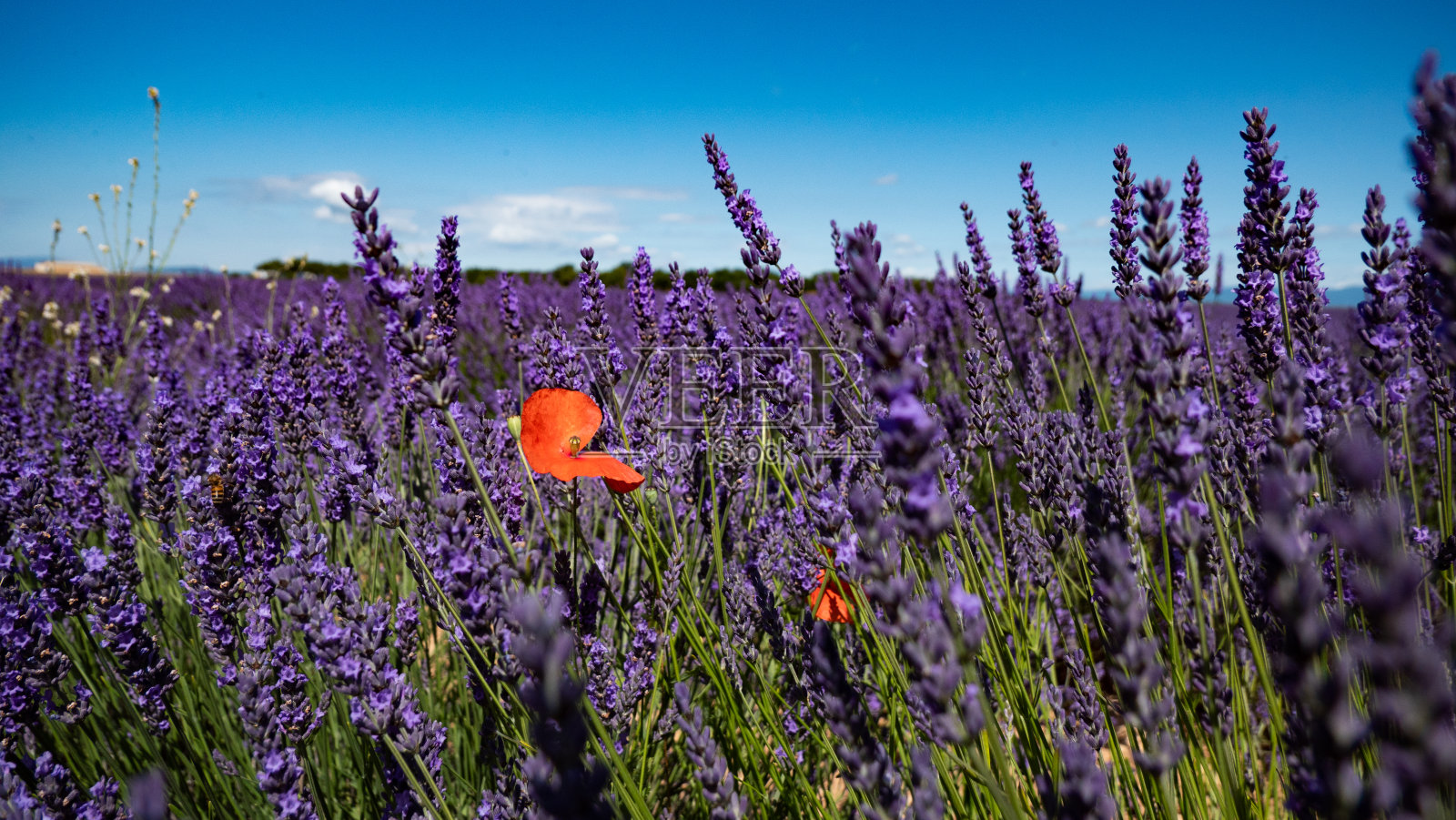 一个罂粟照片摄影图片