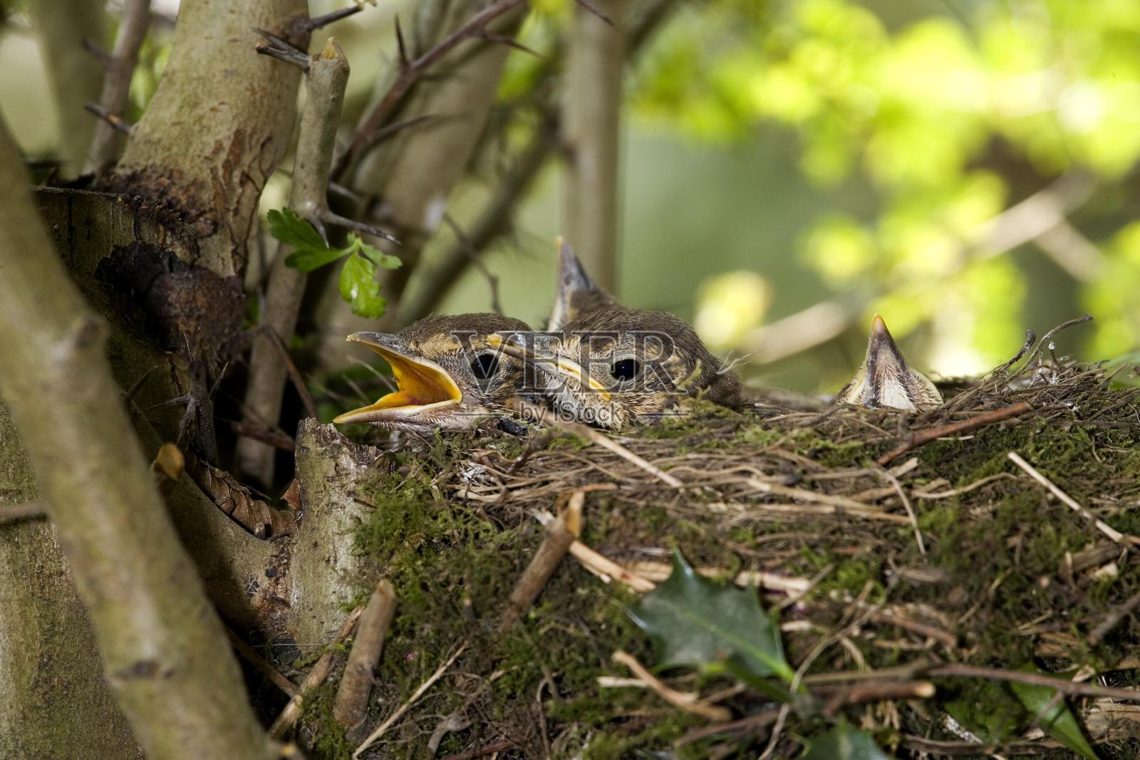Song Trush,turdus philomelos, Chicks at Nest，诺曼底A照片摄影图片