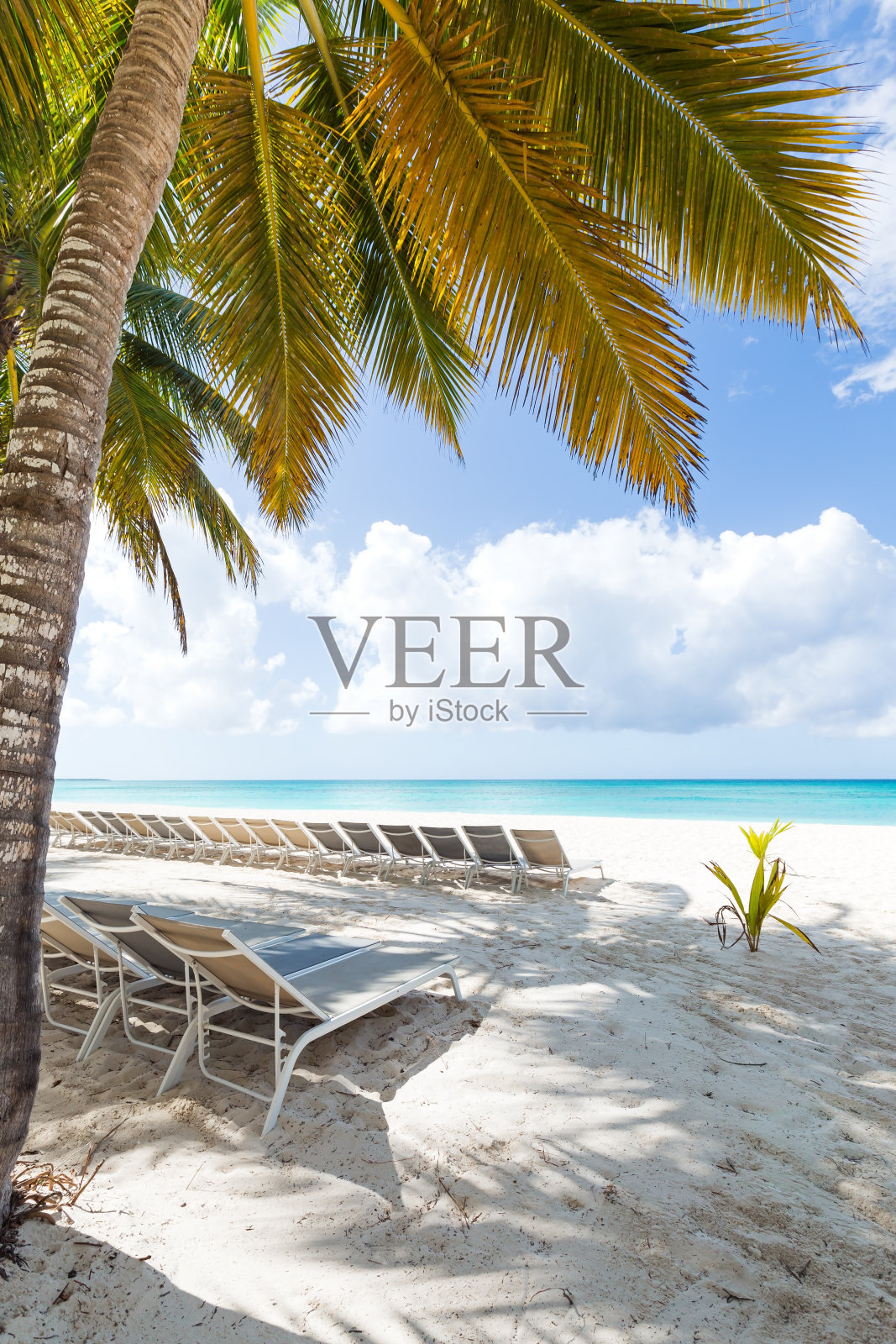 椰子树下的日光浴床照片摄影图片