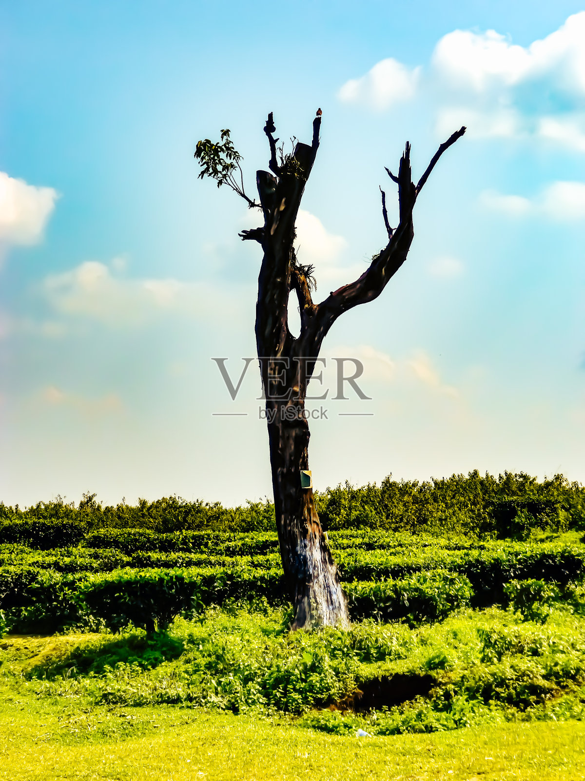 这是一个茶园的图片照片摄影图片