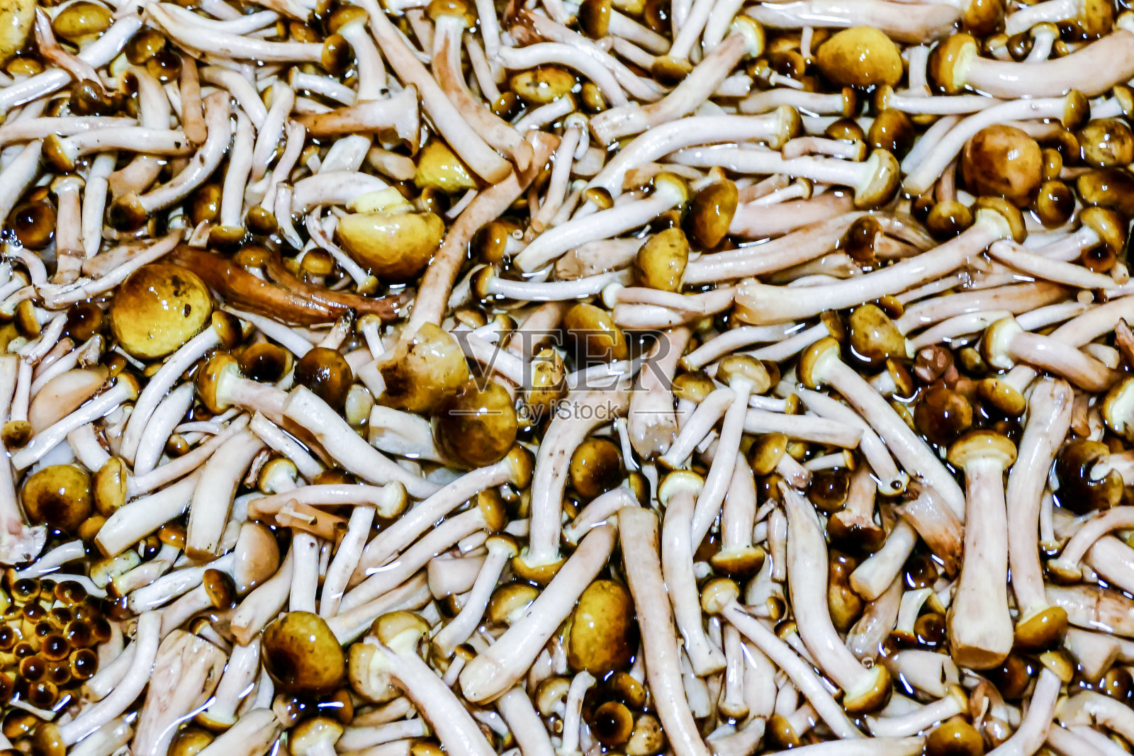 新鲜收获的牛肝菌背景食用蘑菇照片摄影图片