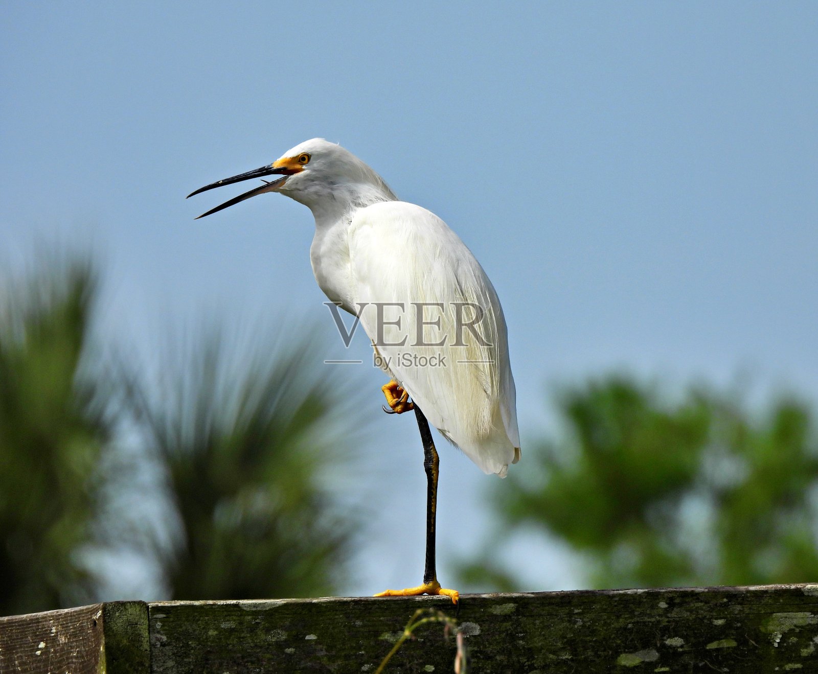 一只白鹭单腿站立在木台上照片摄影图片