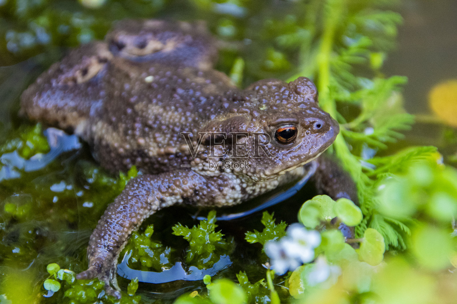 常见的蟾蜍照片摄影图片