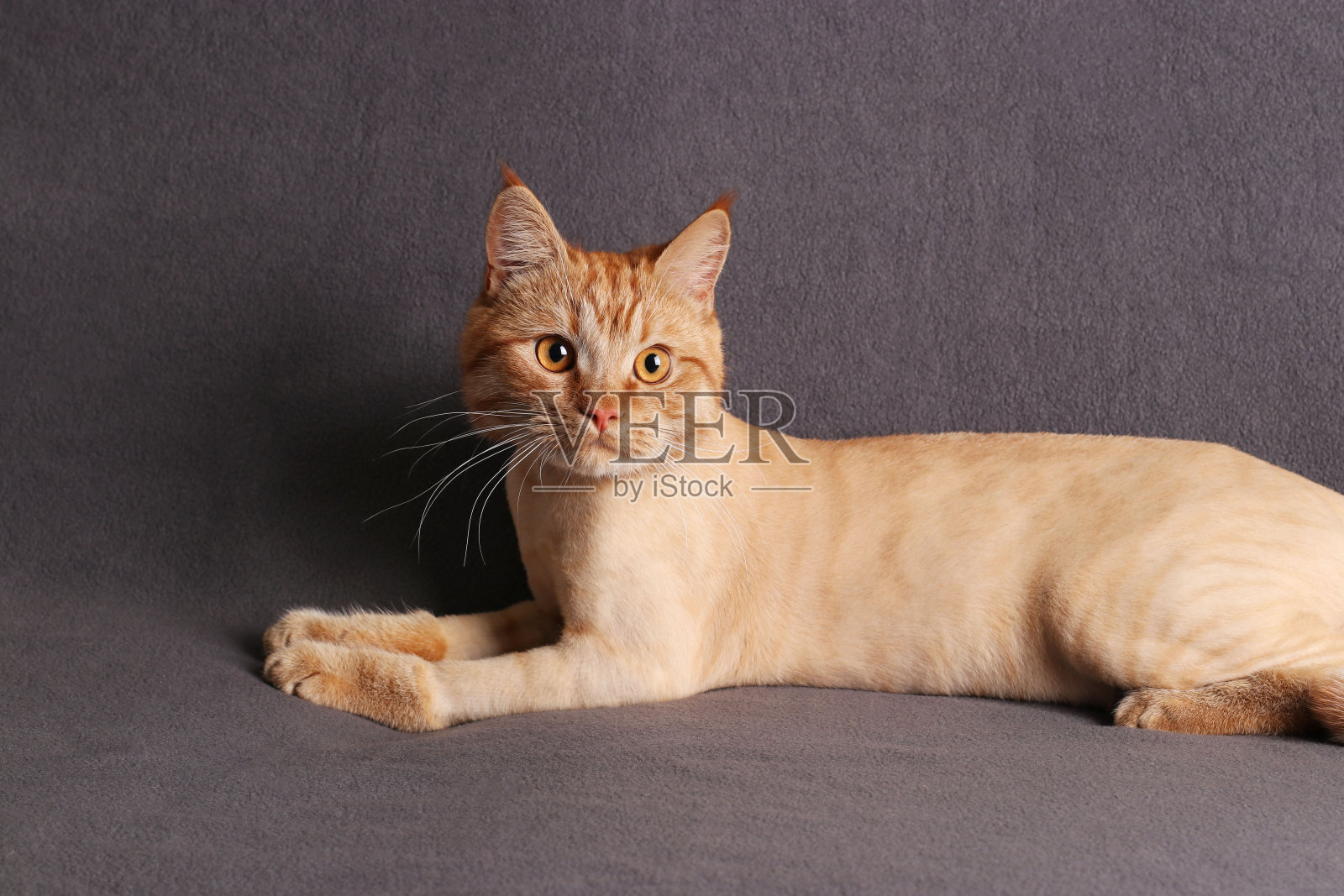 梳理猫，年轻的时尚修剪姜猫在灰色的背景照片摄影图片