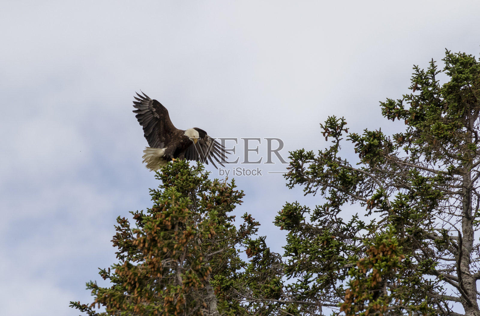 成年秃鹰降落在树上照片摄影图片