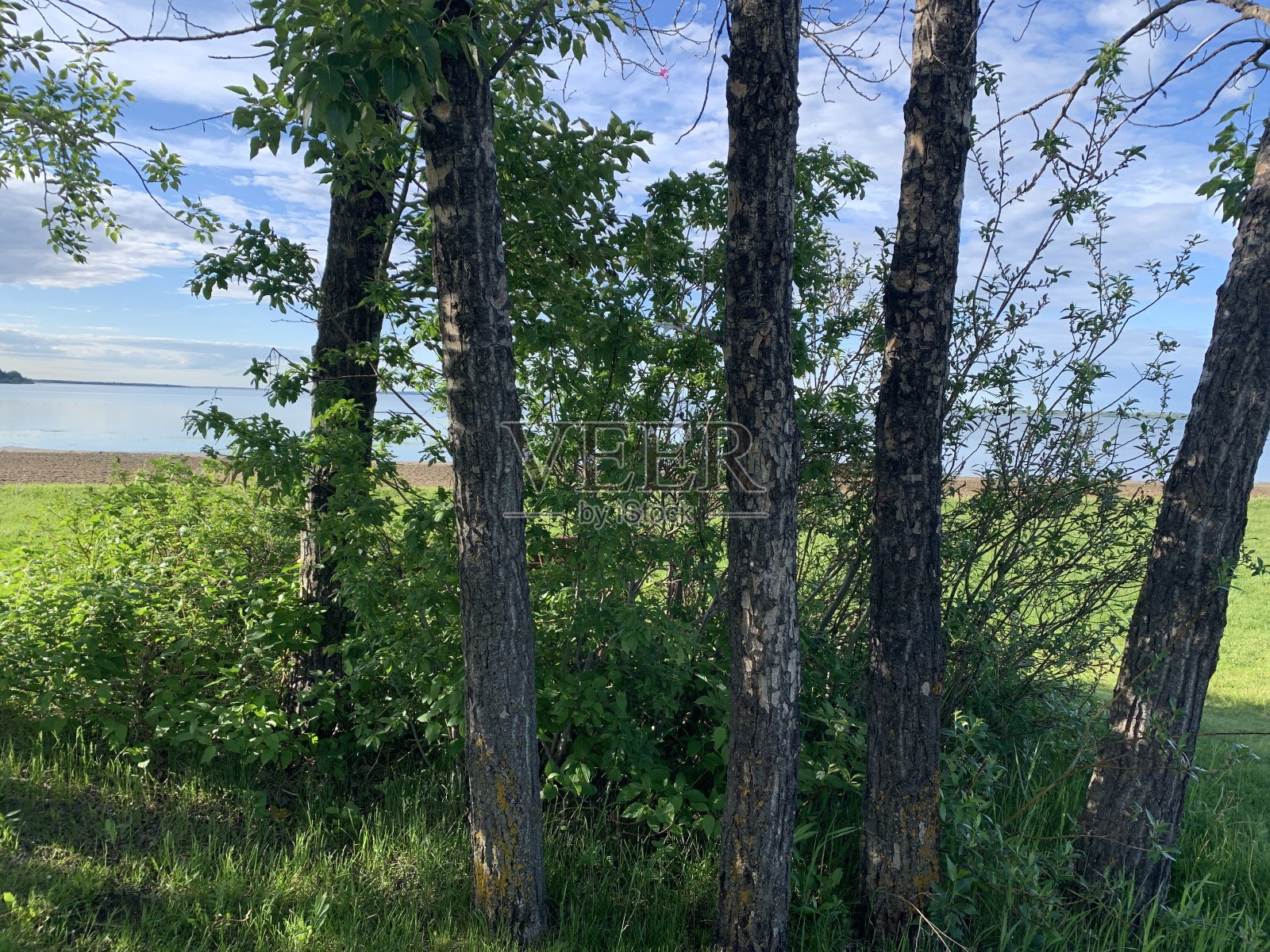 同样大小的树照片摄影图片