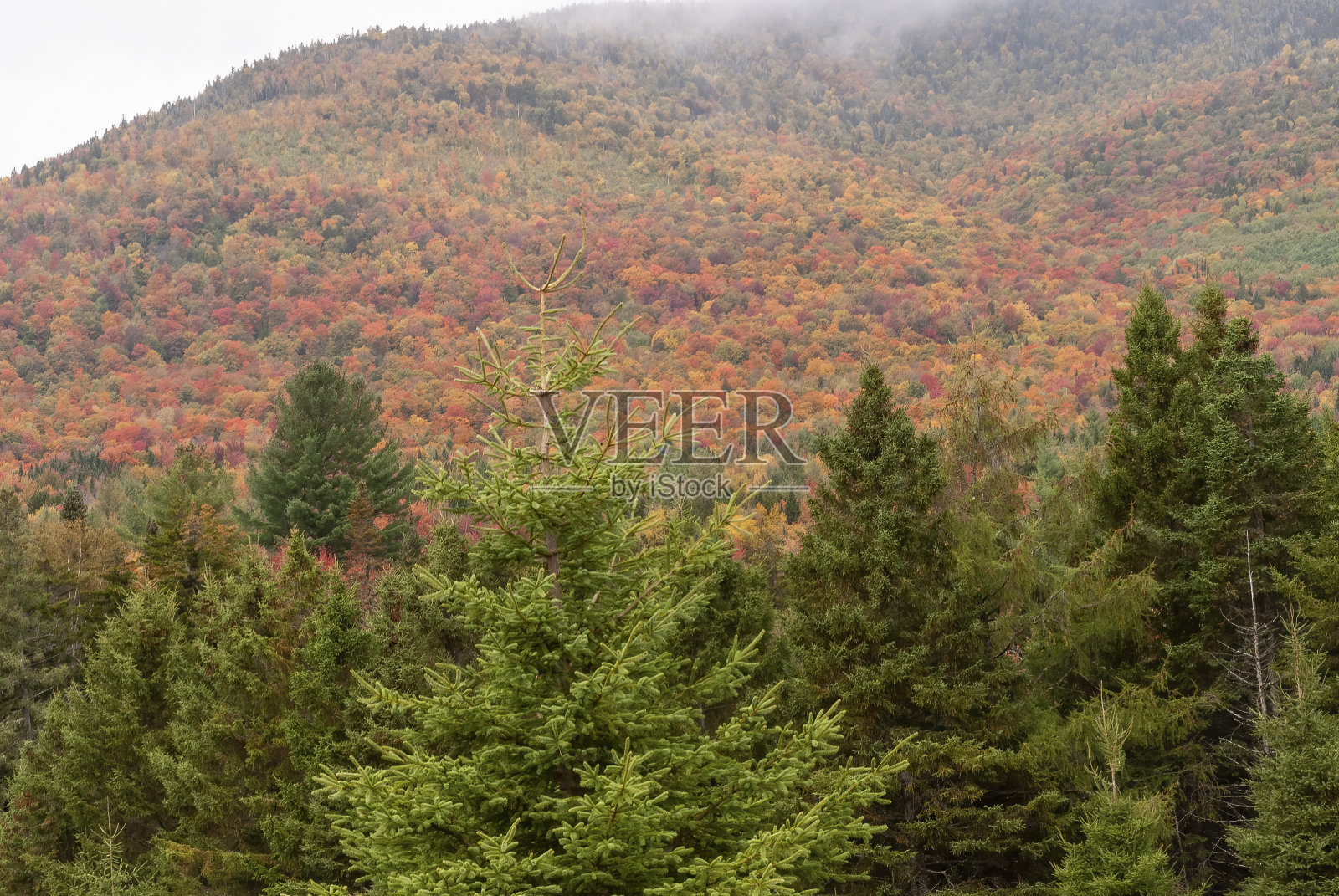 山腰薄雾树秋天照片摄影图片