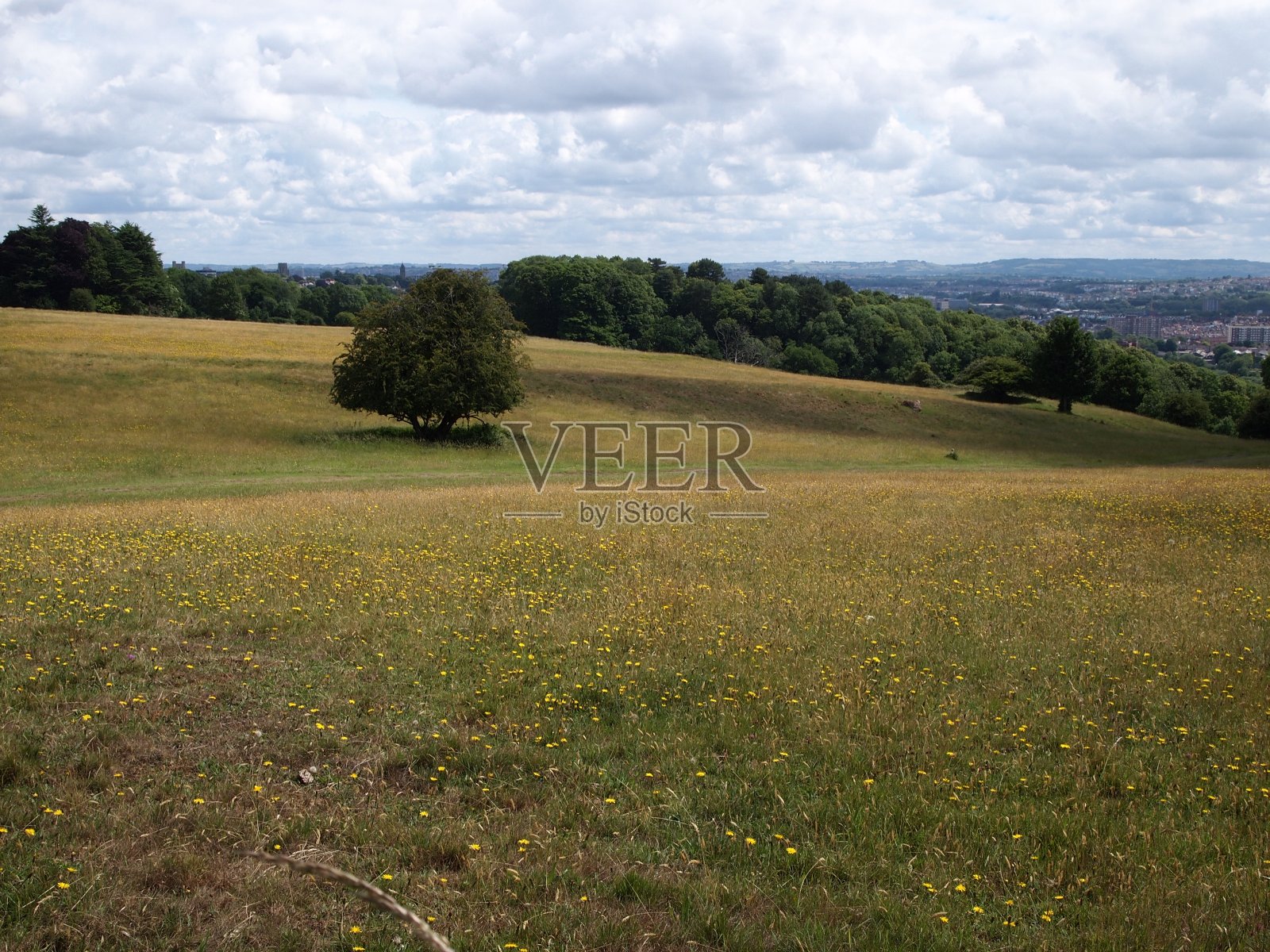 夏天的田野景色照片摄影图片