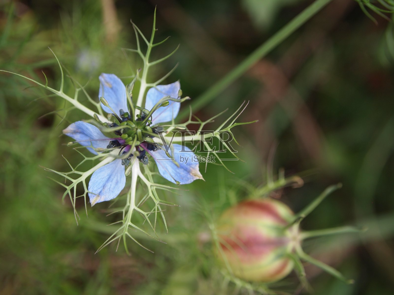 鲜花盛开照片摄影图片